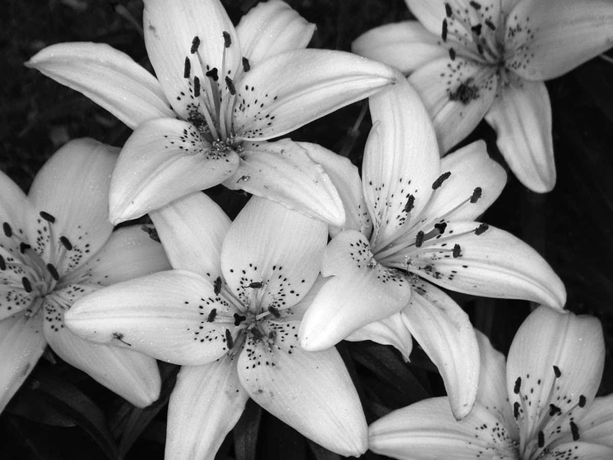 lily blooms, dark speckled centers, soft curved petals, SD Desktop Wallpaper