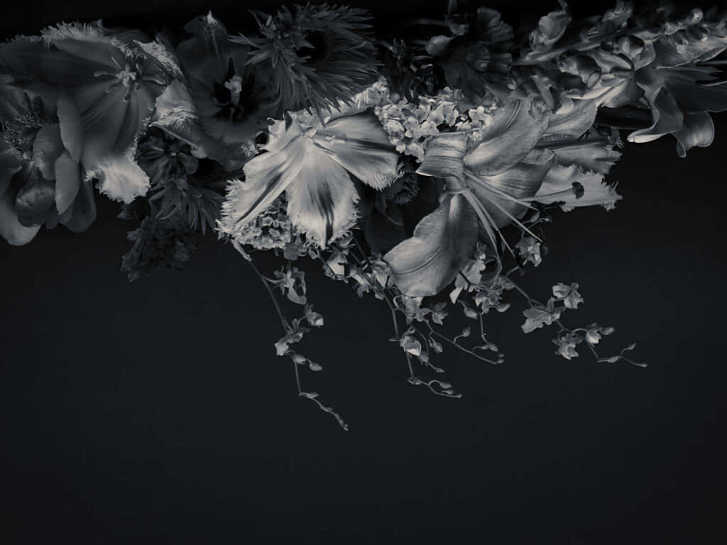bloom, monochrome, floral arrangement, SD Desktop Wallpaper