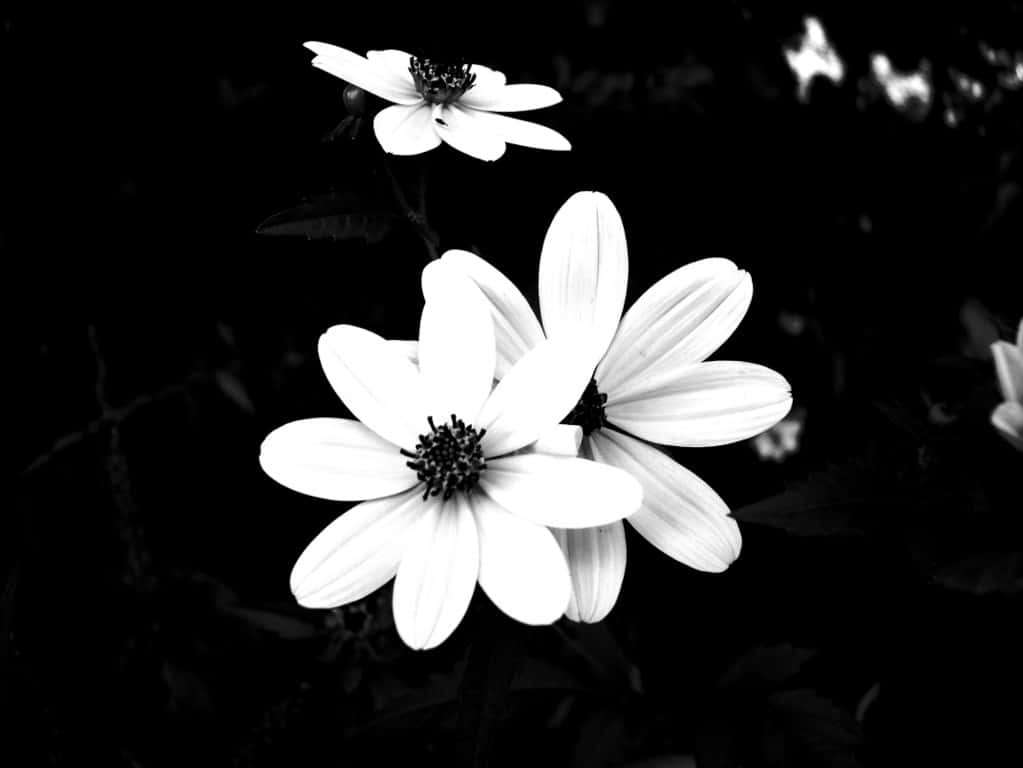 monochrome, stark white flowers, deep black background, SD Desktop Wallpaper