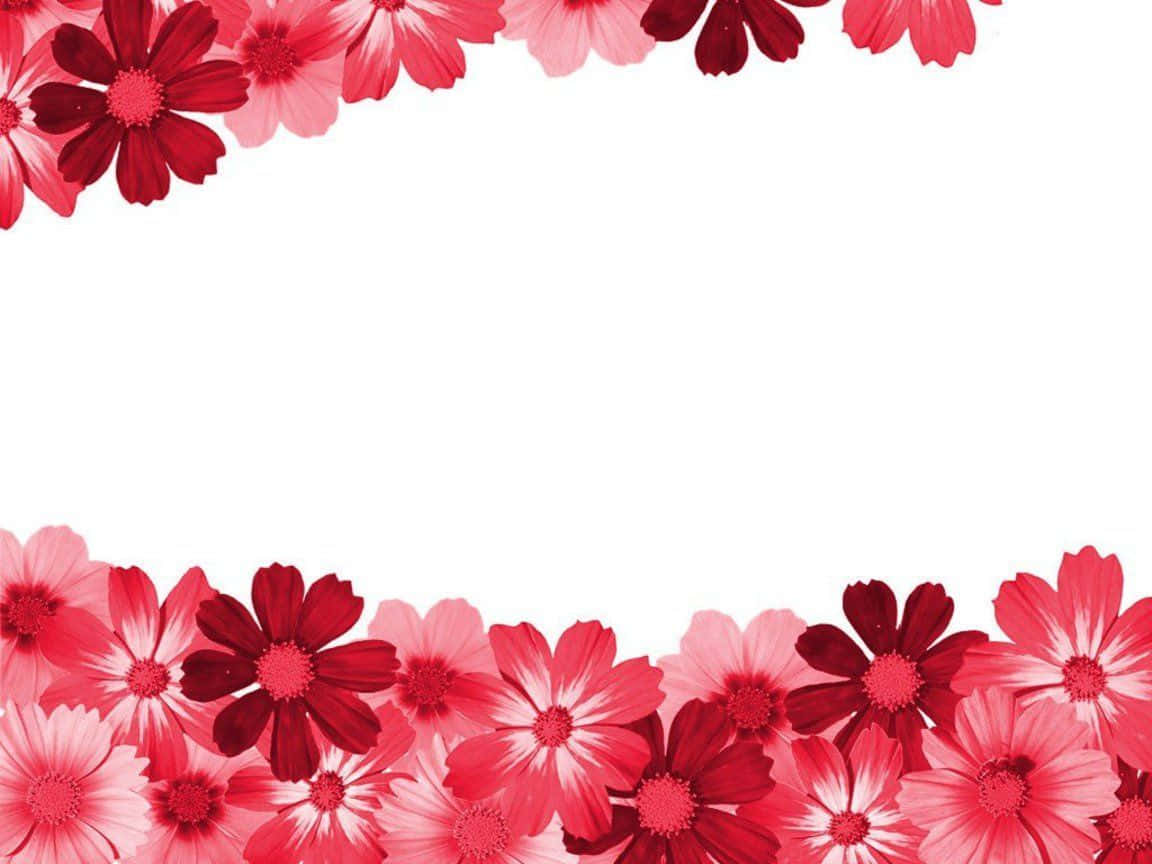 vibrant red, pink cosmos flowers, top and bottom edges, SD Desktop Wallpaper