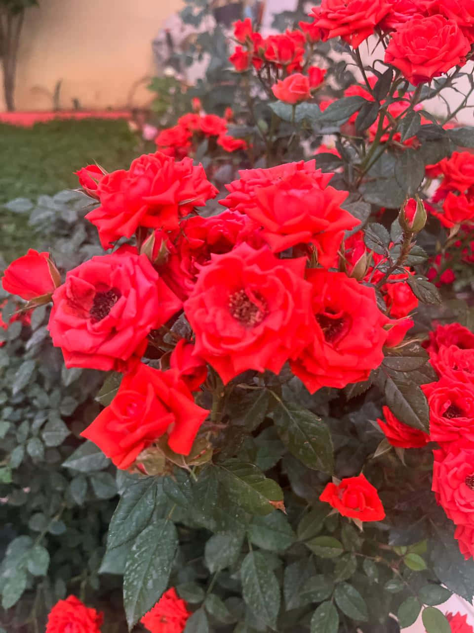 Bloom Wallpaper, vibrant red roses, bush, HD Phone Wallpaper