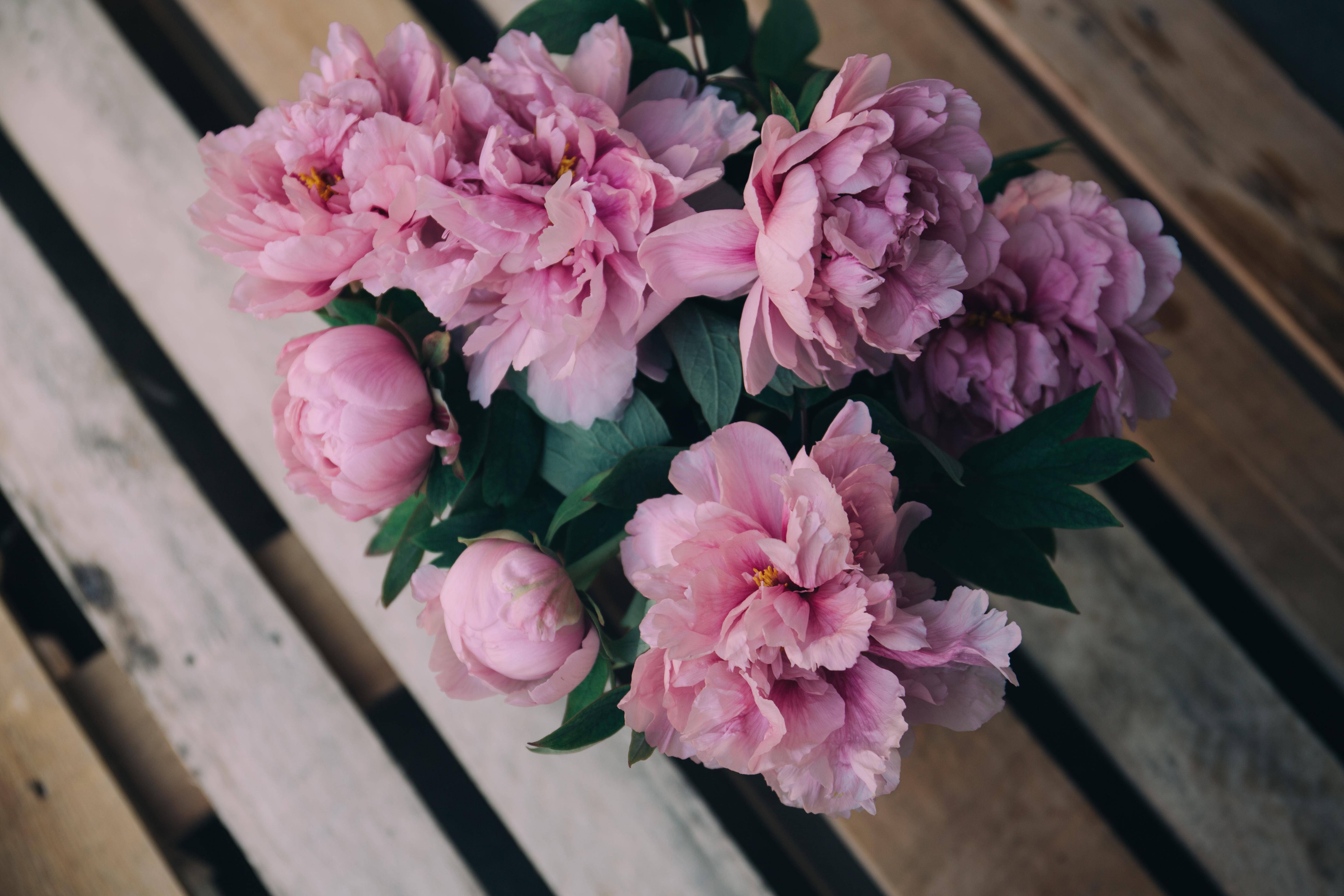 peony flowers, wooden panels, soft pink, 5K Desktop Wallpaper