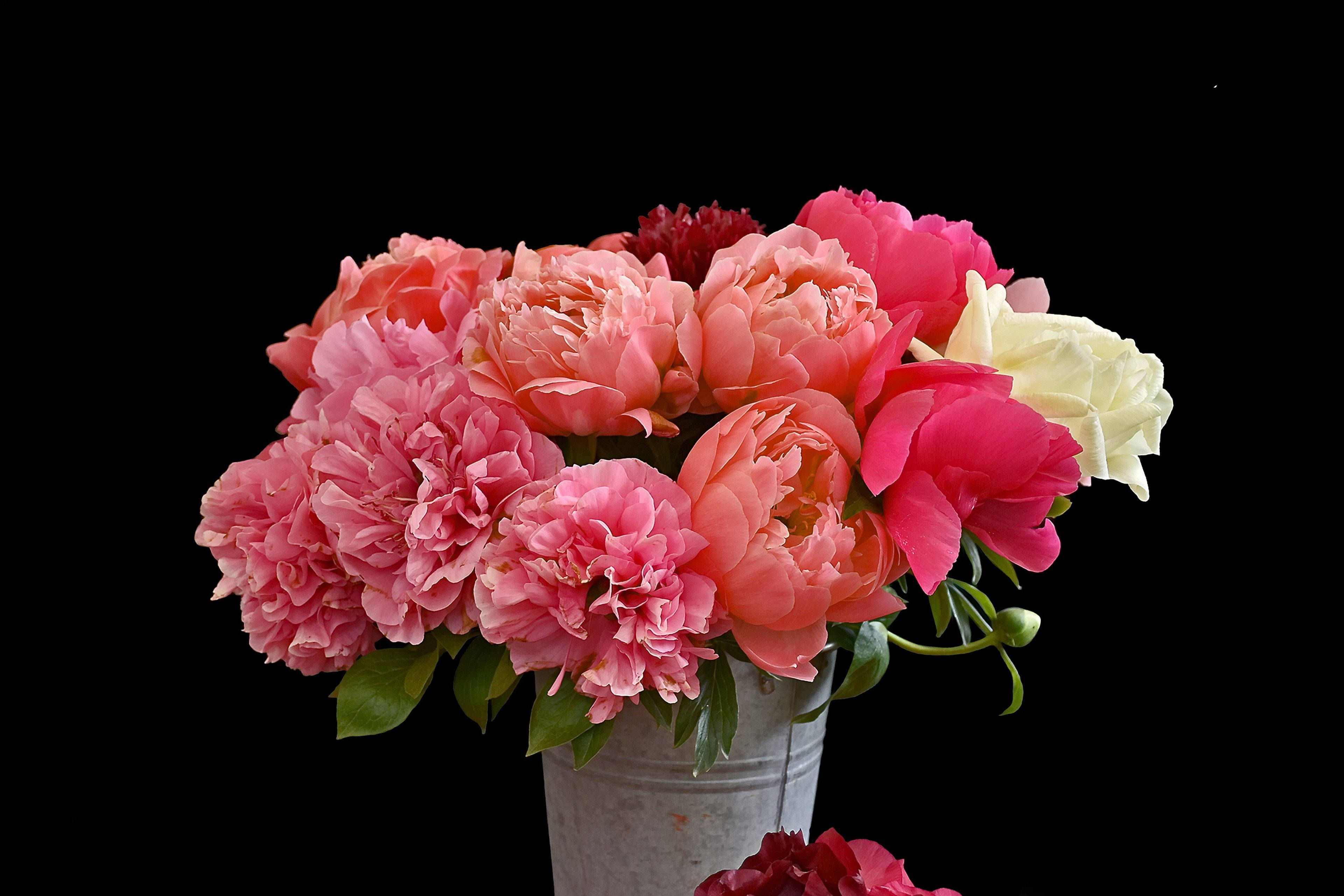 peony flowers, pink peach, white peonies, 4K Desktop Wallpaper