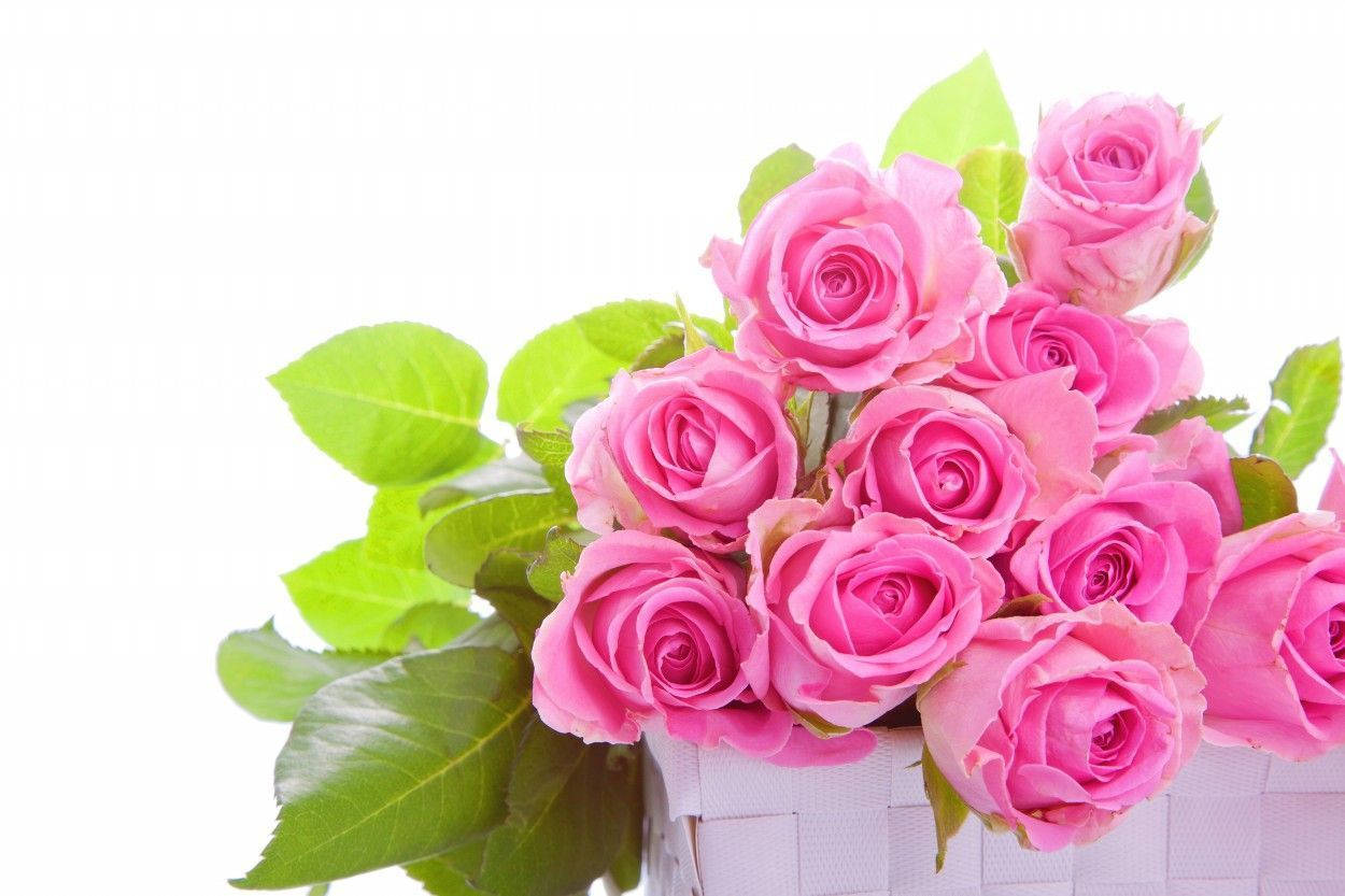 bouquet of blooming pink roses, pink roses, lush green leaves, SD Desktop Wallpaper