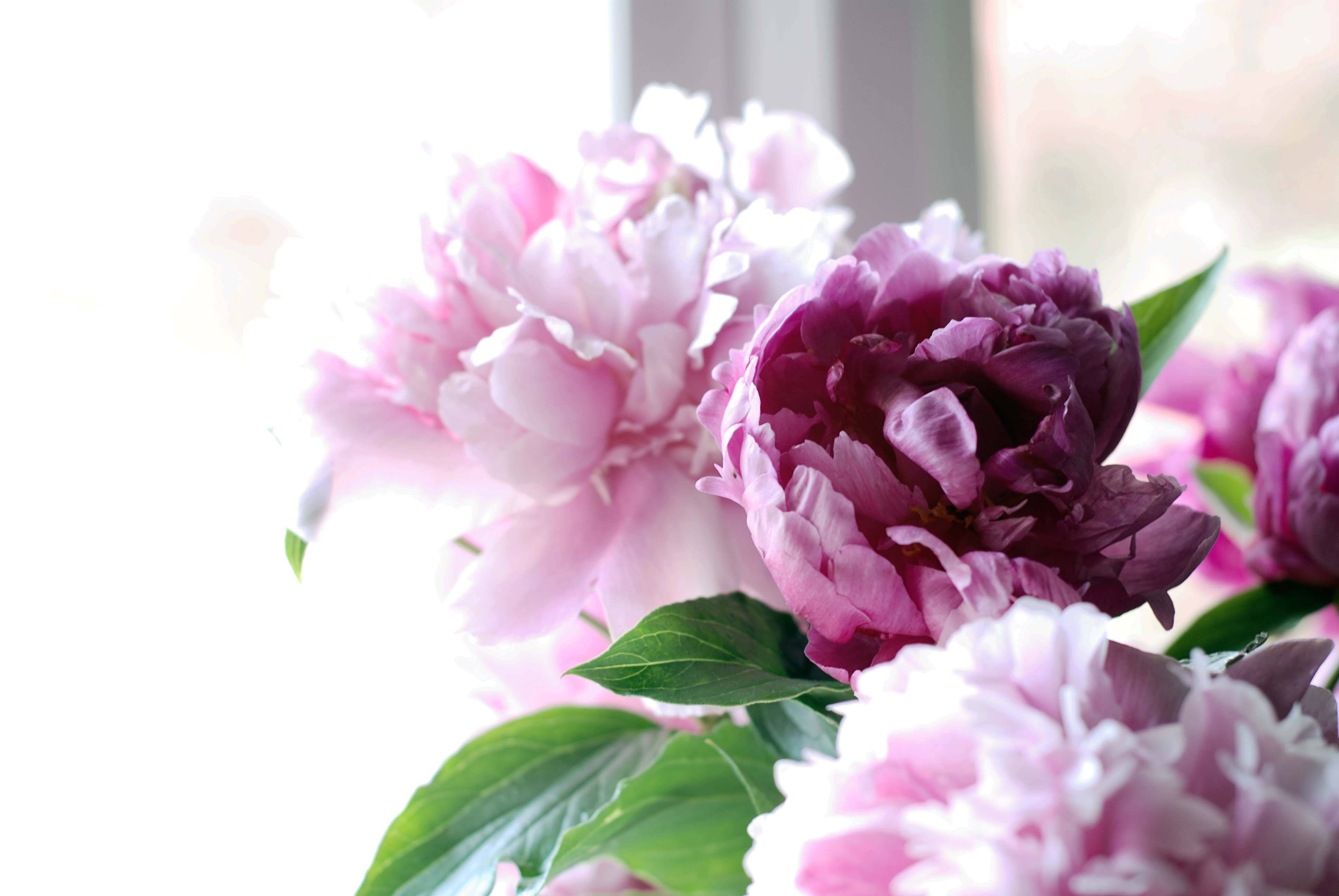 pink peony flowers, deep purple peonies, bright window, 4K Desktop Wallpaper