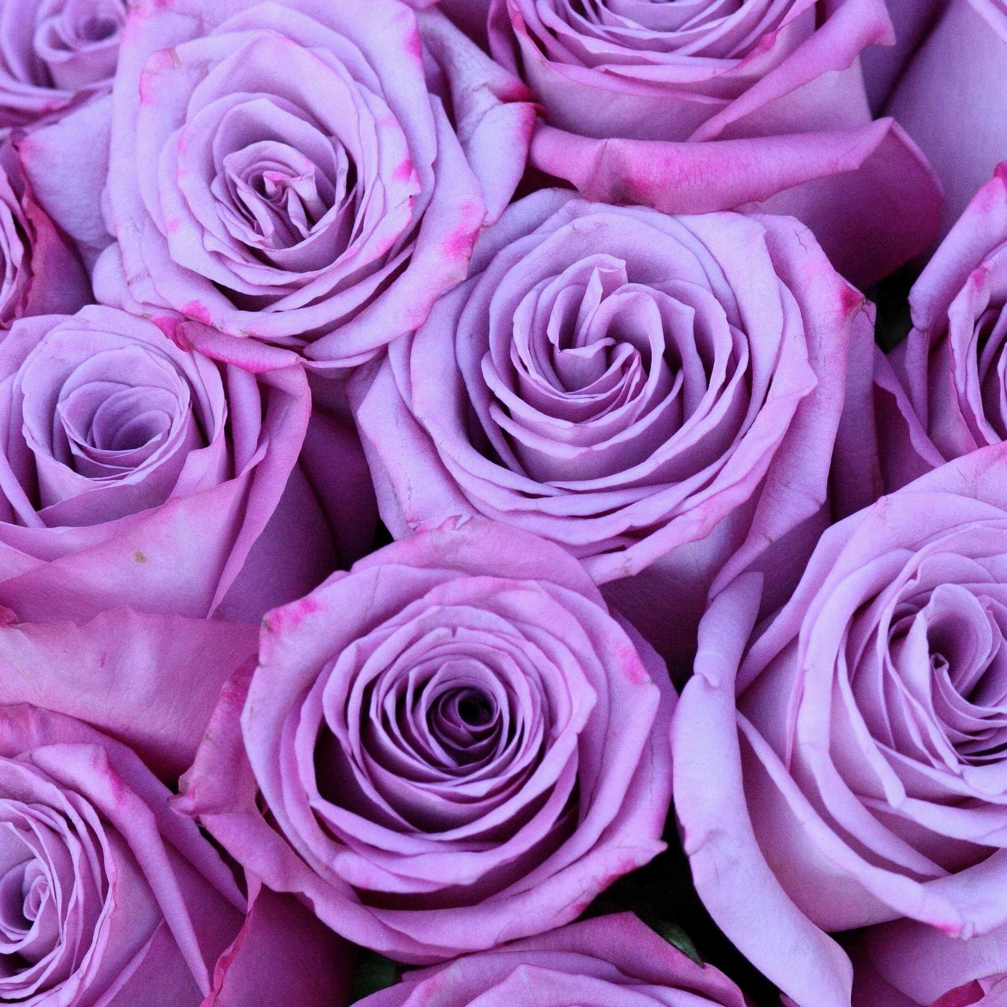 purple rose flower bouquet, lavender roses, pink tips, 2K Desktop Wallpaper