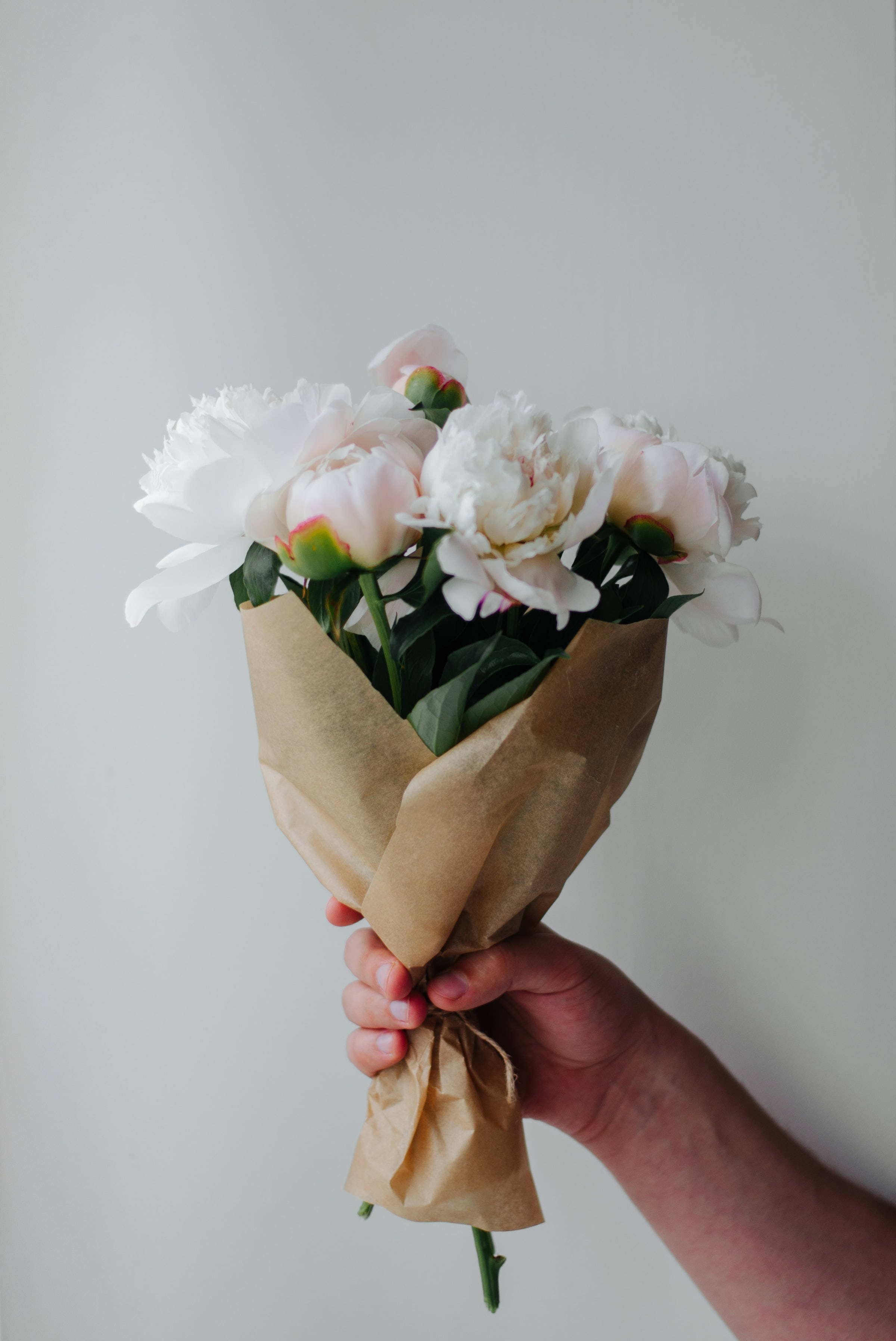 moutan peony, white and blush peonies, brown paper, 2K Phone Wallpaper