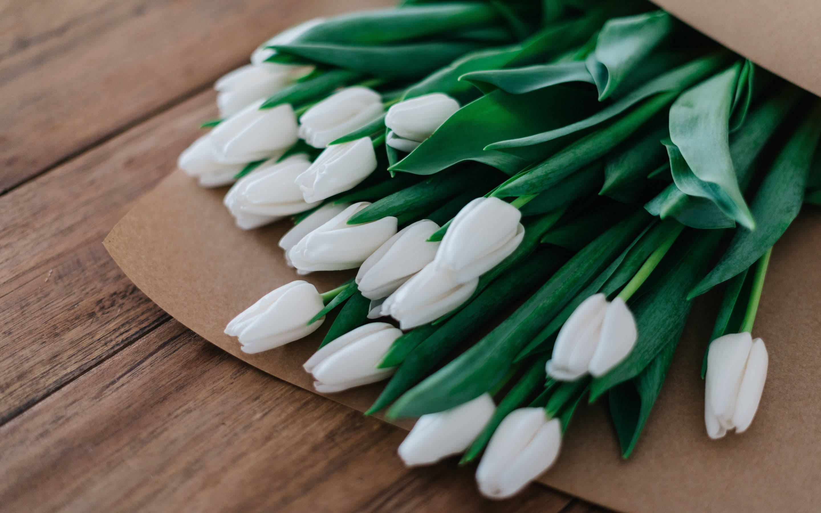 white tulip, bouquet, green stems, 2K Desktop Wallpaper