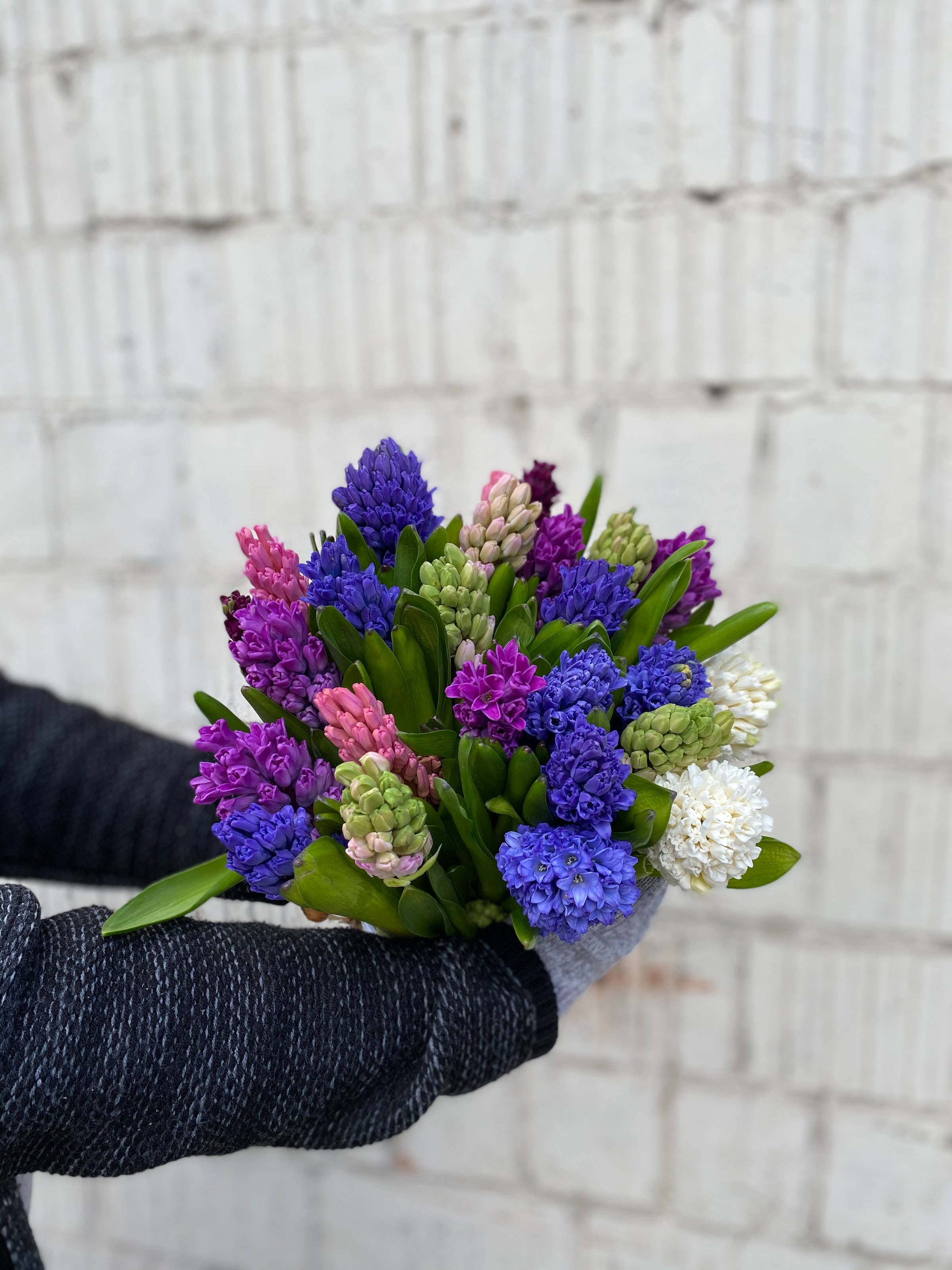 purple pink and white hyacinths, vibrant bouquet, dark textured glove, 2K Phone Wallpaper