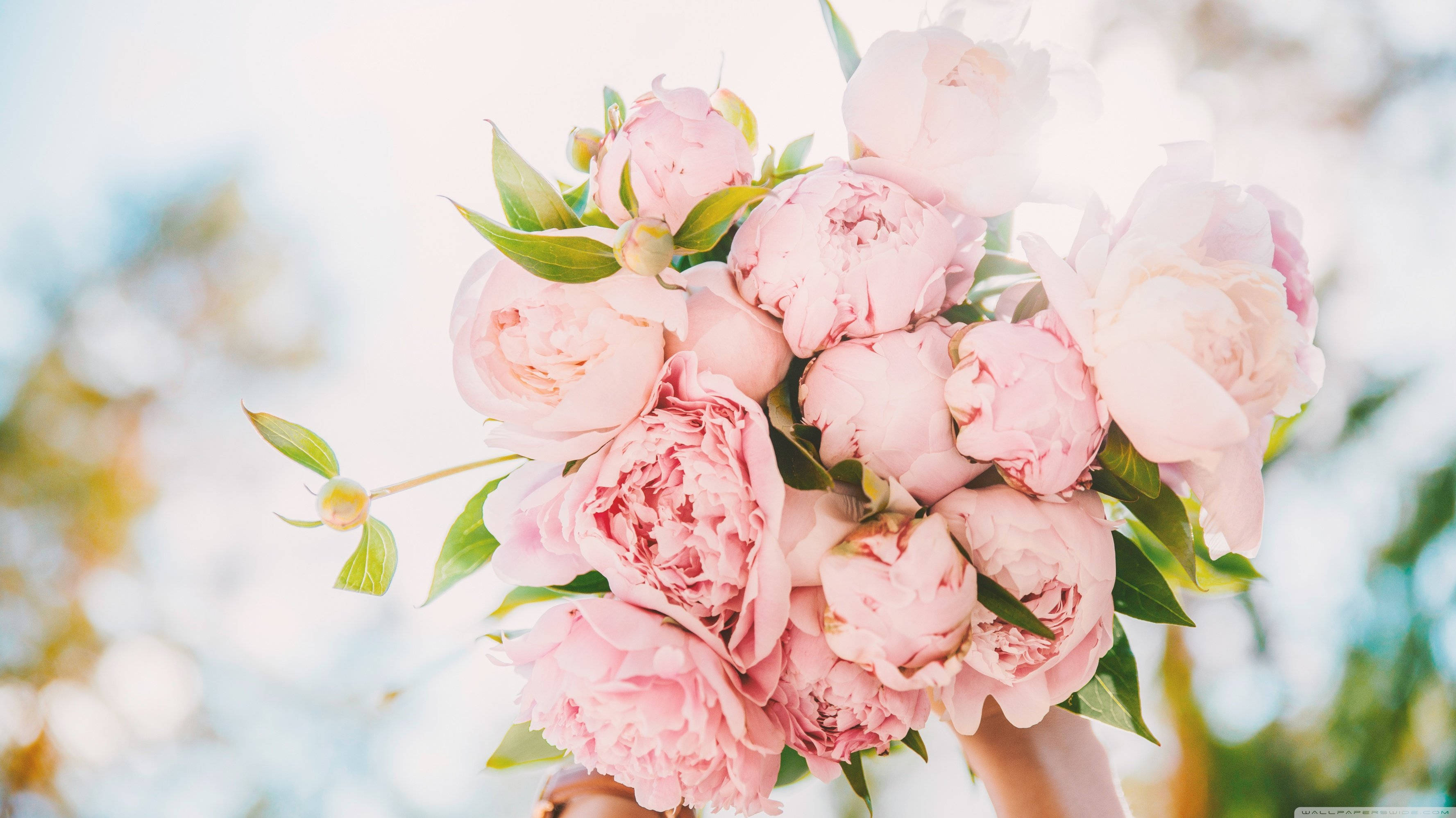 bloomed peony, lush garden, delicate pink peonies, 2K Desktop Wallpaper