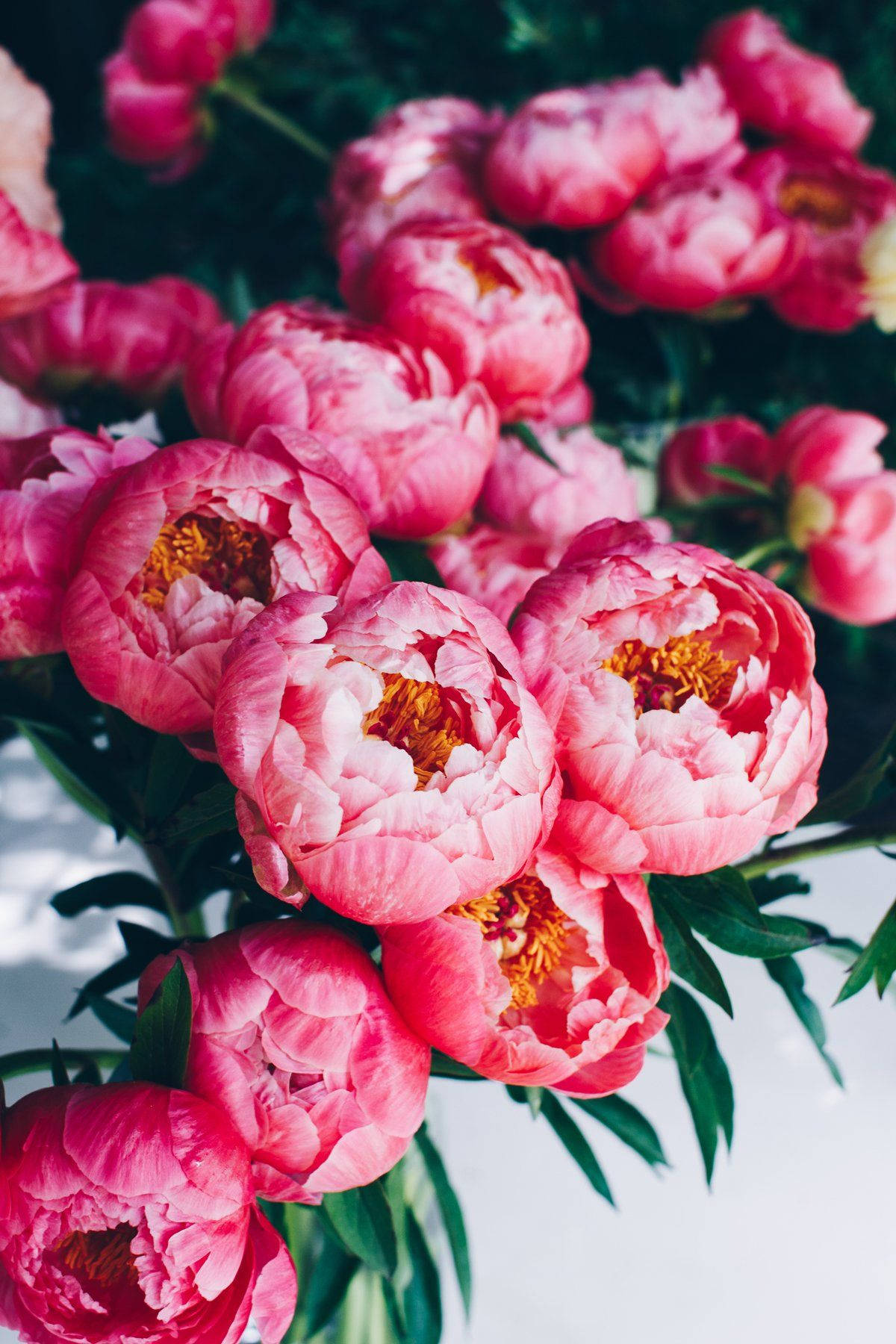bright pink peony flowers, vibrant pink peonies, golden centers, HD Phone Wallpaper
