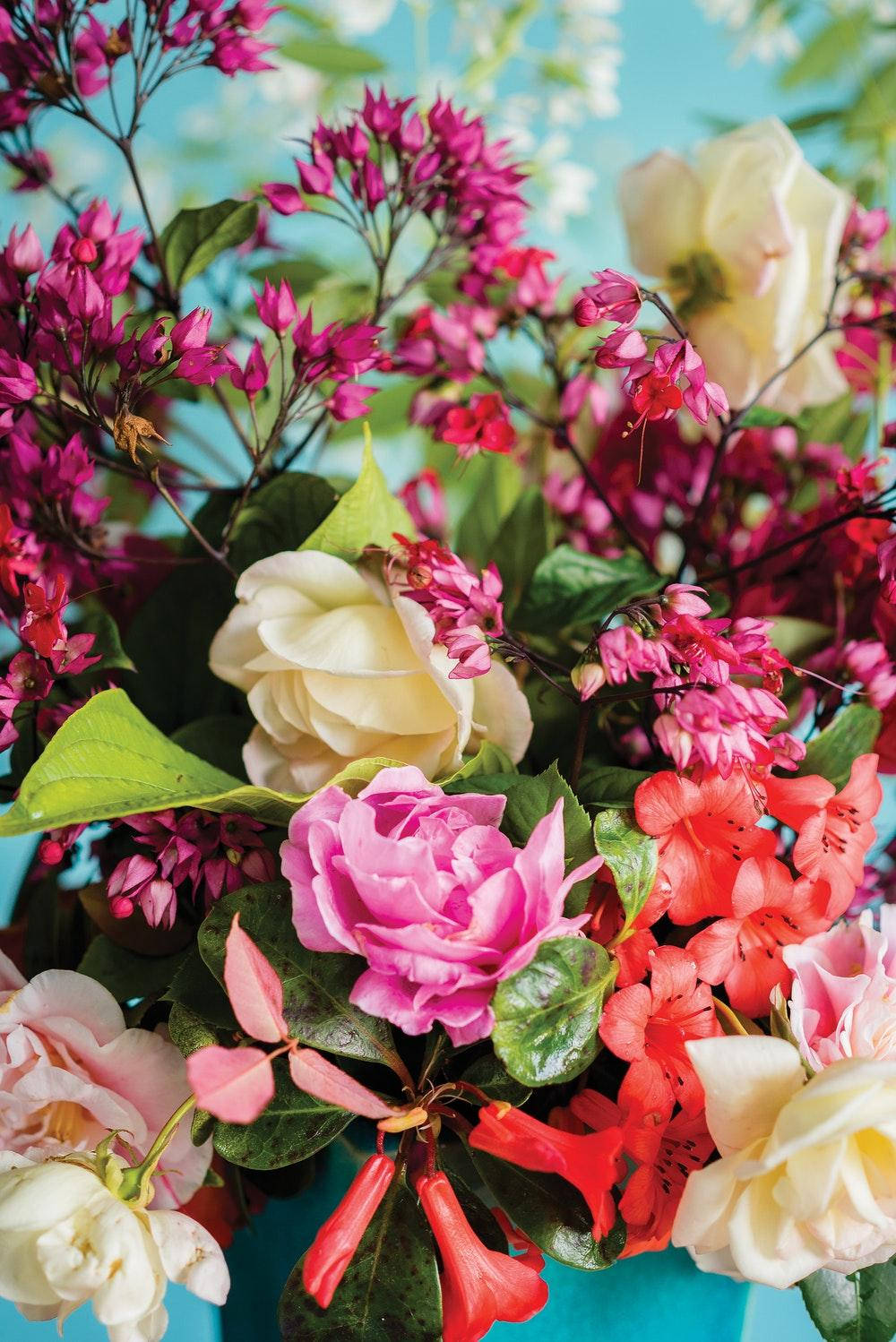 peony, pink red roses, cream roses, HD Phone Wallpaper