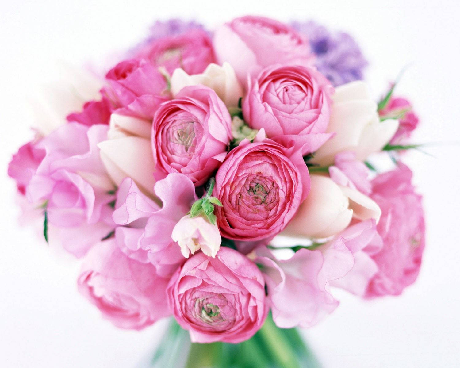 pink ranunculus, roses, lavender accents, HD Desktop Wallpaper