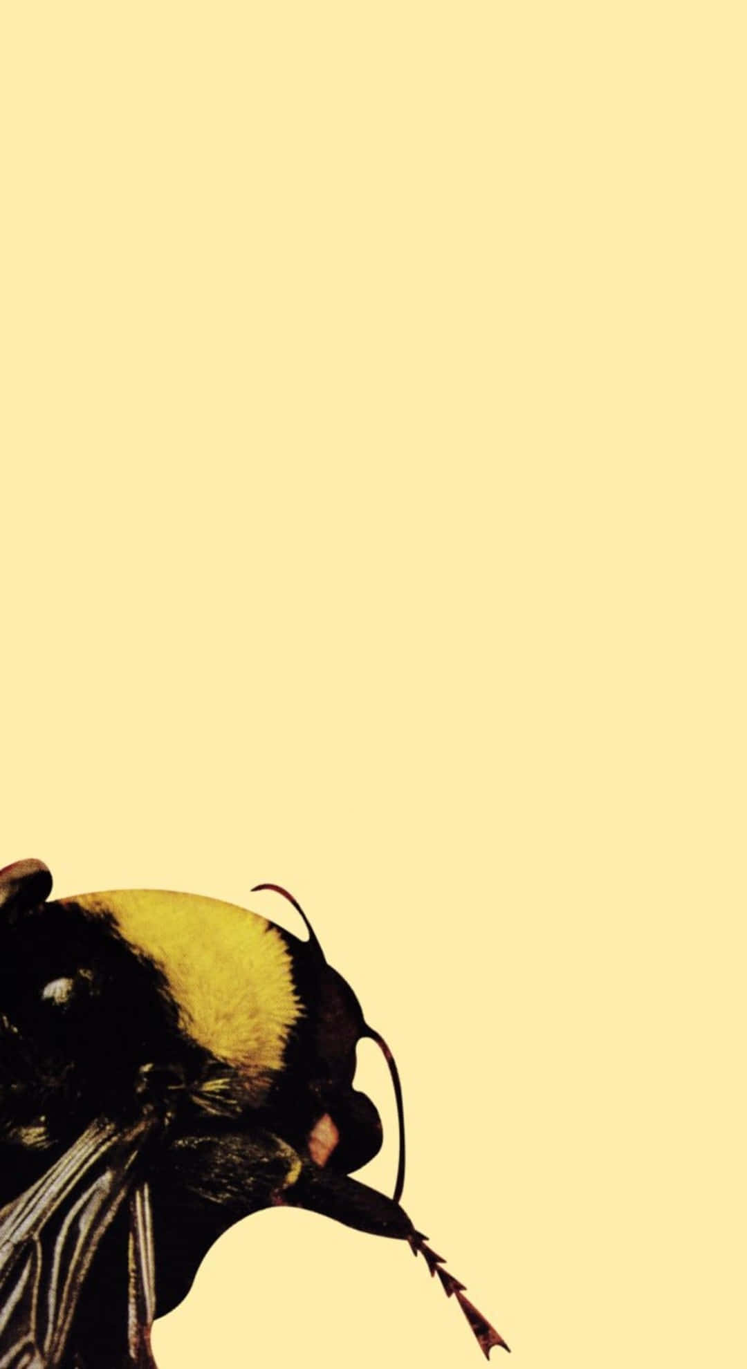 Flower Boy, bumblebee, head, Full HD Phone Wallpaper