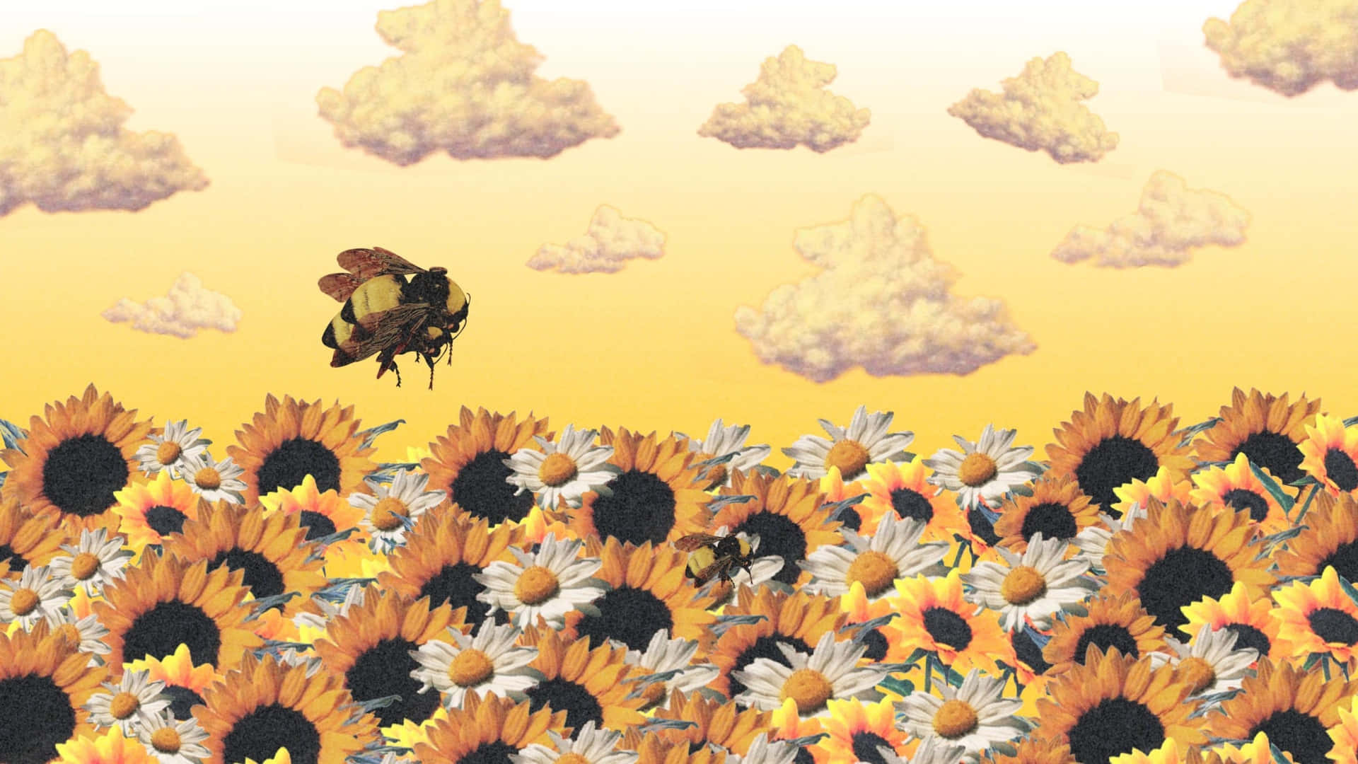 Flower Boy, sunflowers, daisies, Full HD Desktop Wallpaper