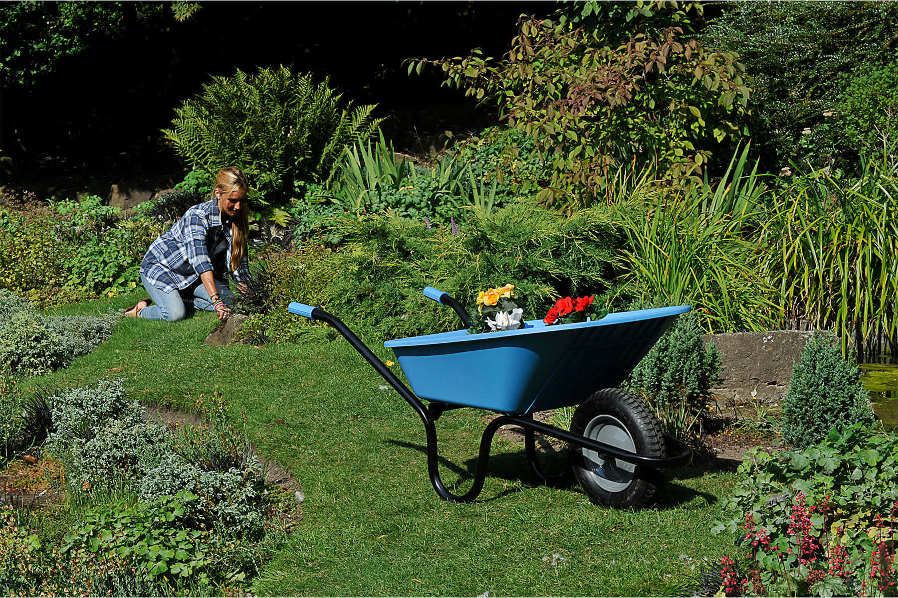 flower cart, bright blue wheelbarrow, lush green garden, HD Desktop Wallpaper
