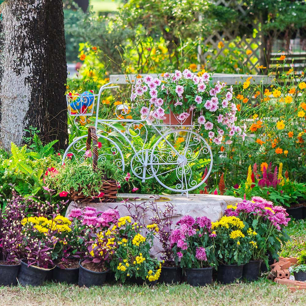 flower cart, white ornamental bicycle planter, pink flowers, SD Desktop Wallpaper