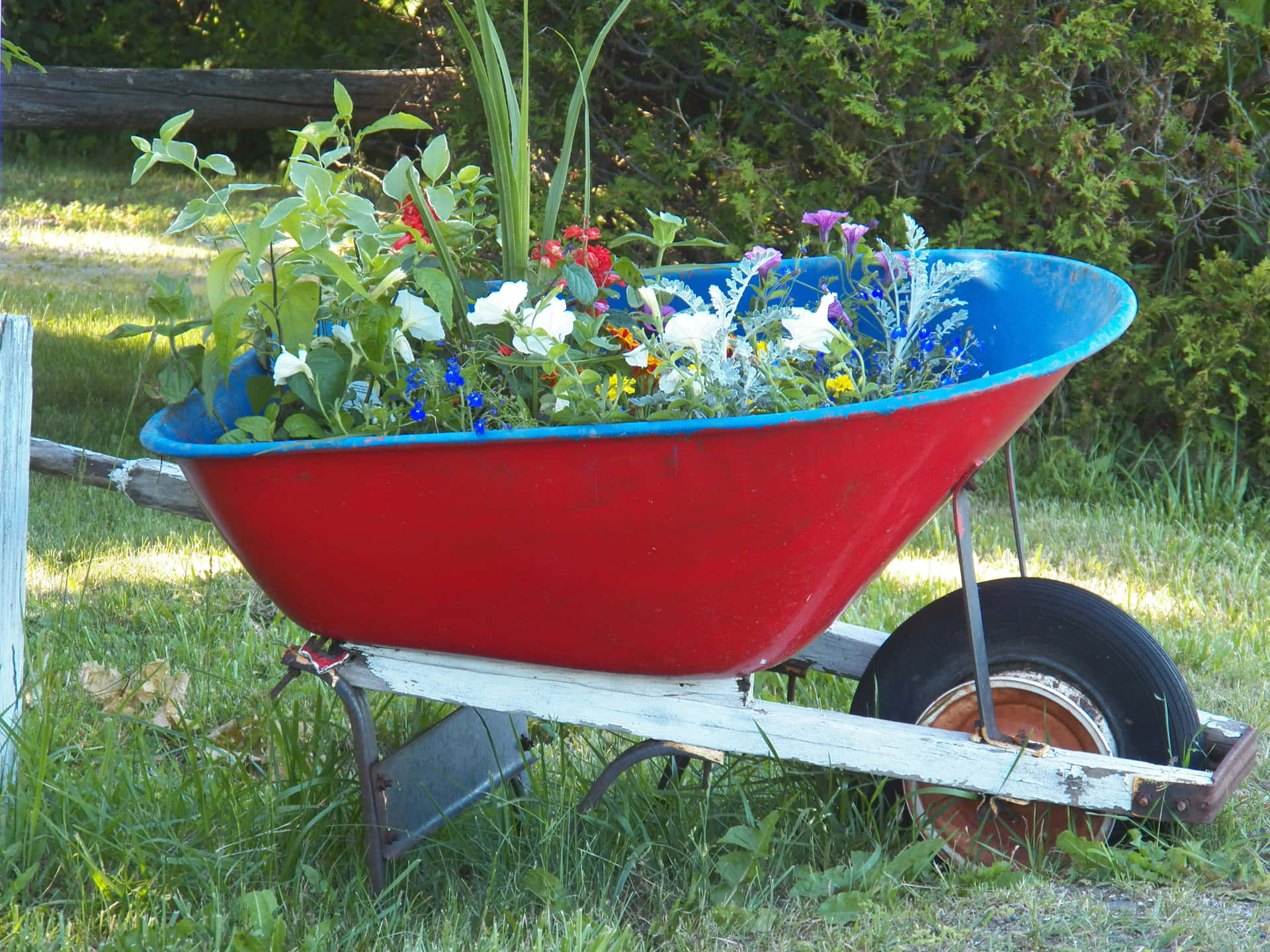 flower cart, red and blue wheelbarrow, colorful wildflowers, Full HD Desktop Wallpaper