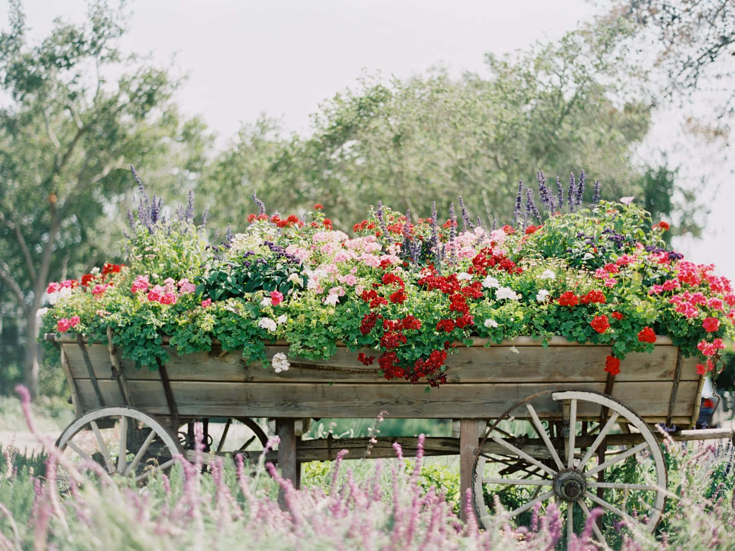 flower cart, rustic wooden cart, vibrant red pink and purple flowers, HD Desktop Wallpaper