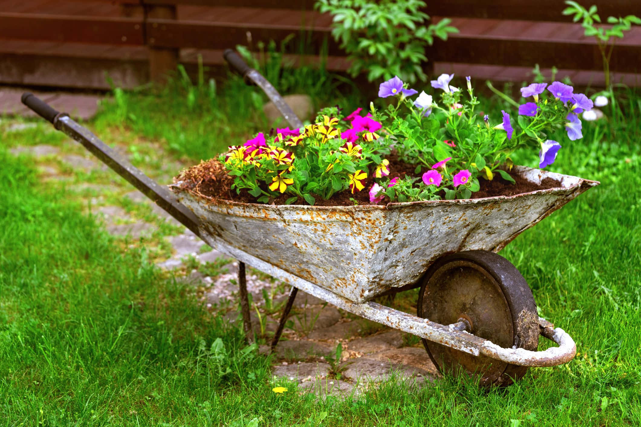 flower cart, rusty wheelbarrow, vibrant purple pink and yellow blooms, Full HD Desktop Wallpaper