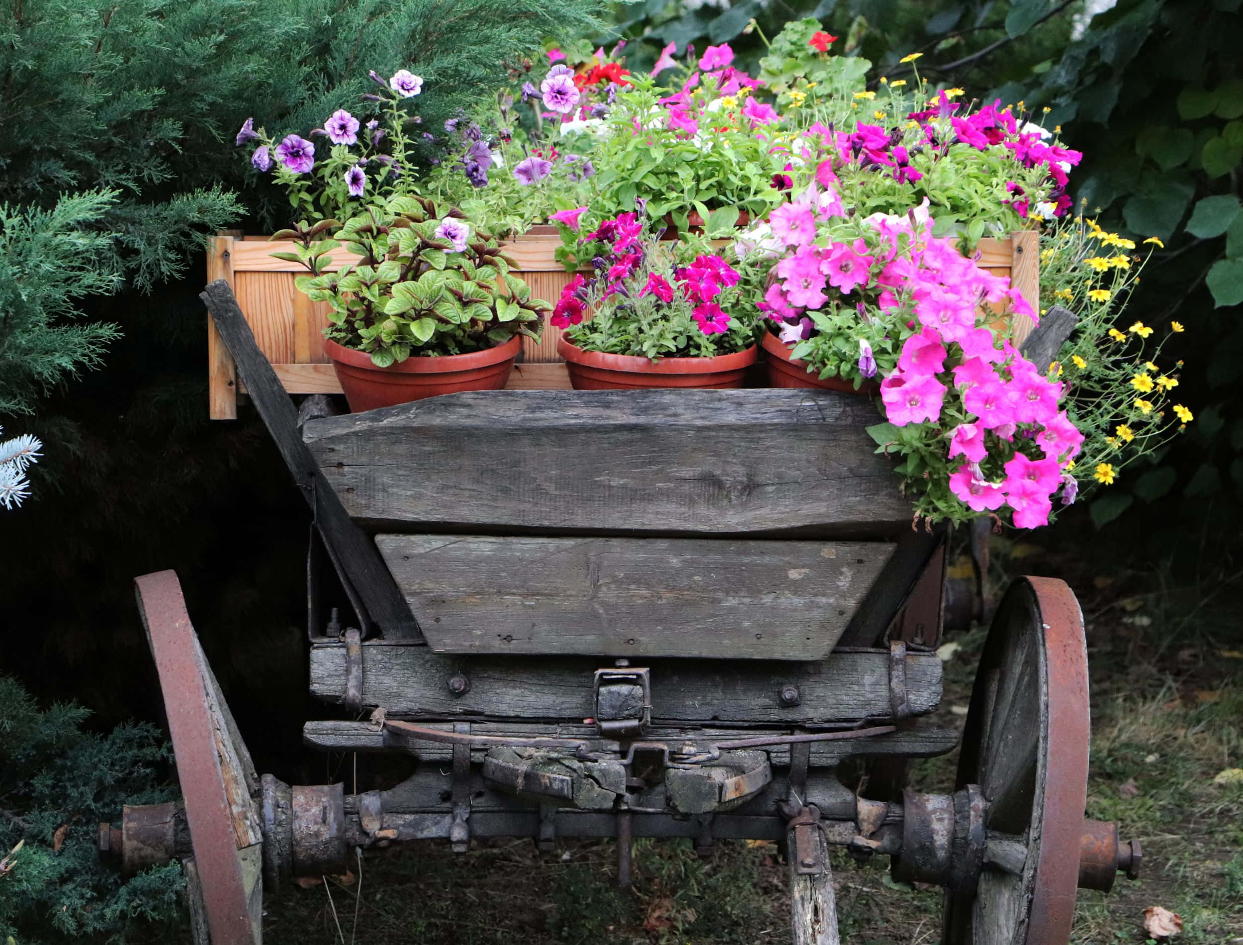 flower cart, pink, purple, Full HD Desktop Wallpaper