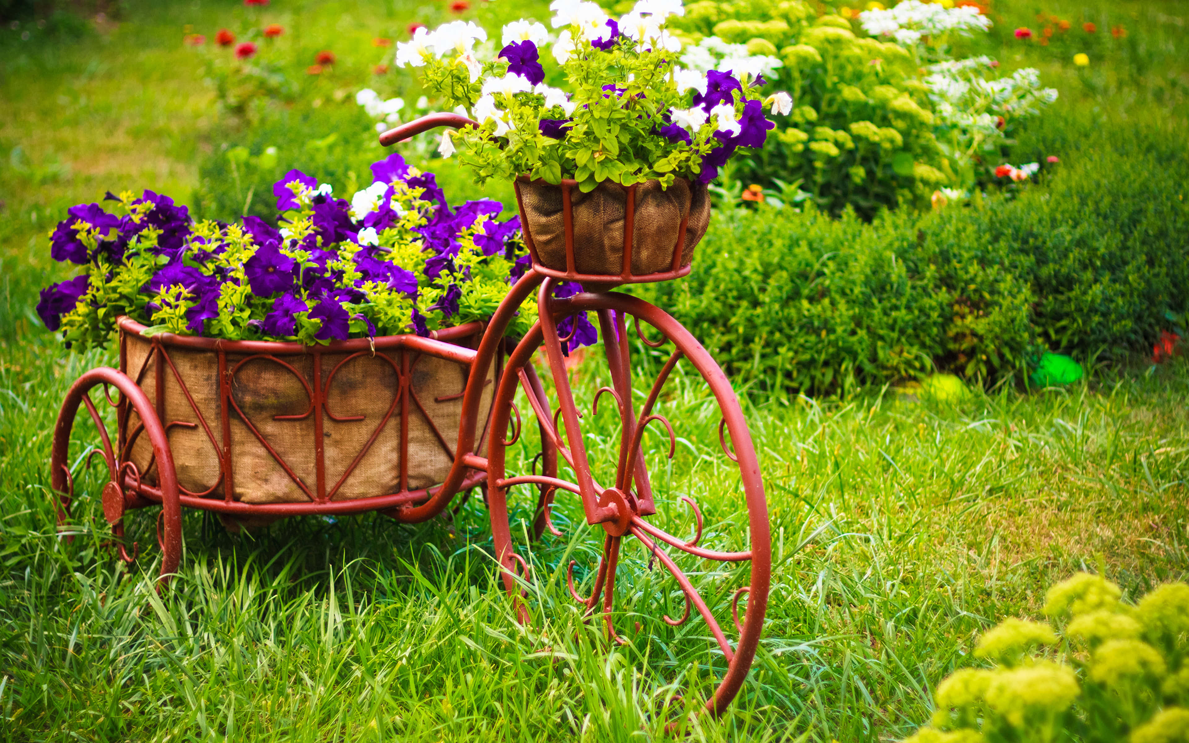 flower cart, vintage red bicycle planter, purple and white flowers, 4K Desktop Wallpaper