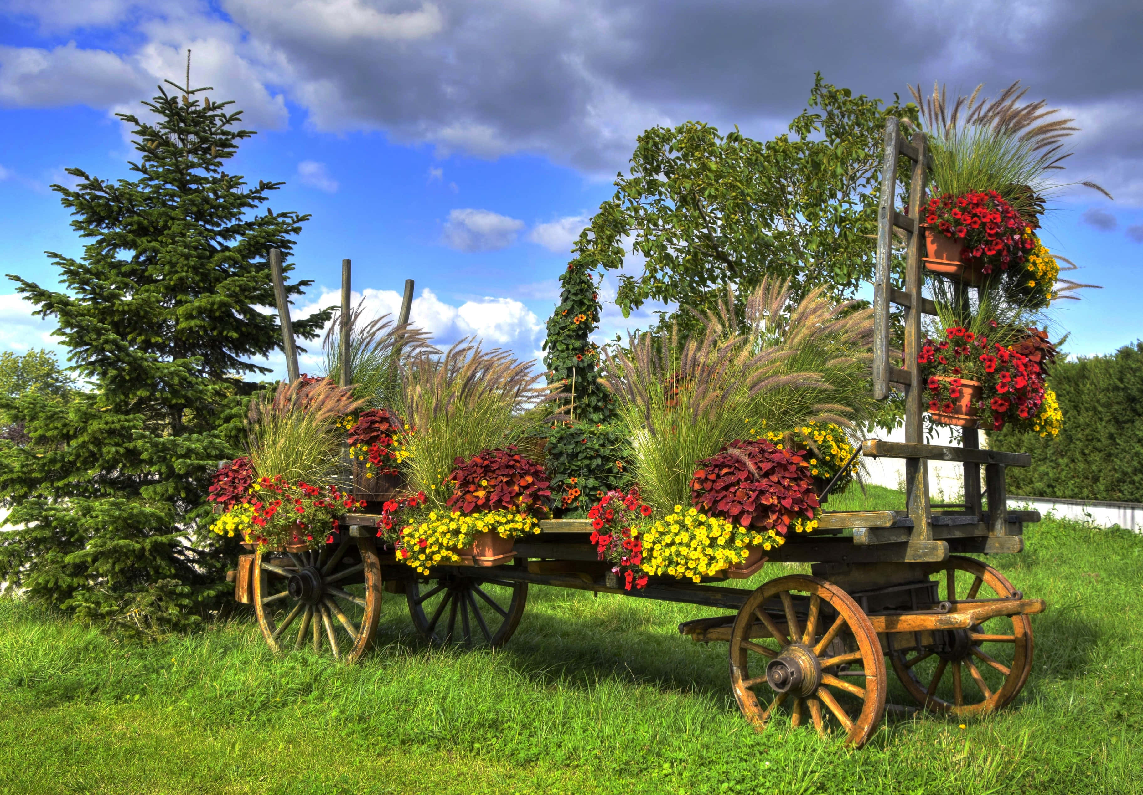 flower cart, rustic wooden wagon, vibrant red yellow and purple flowers, 2K Desktop Wallpaper