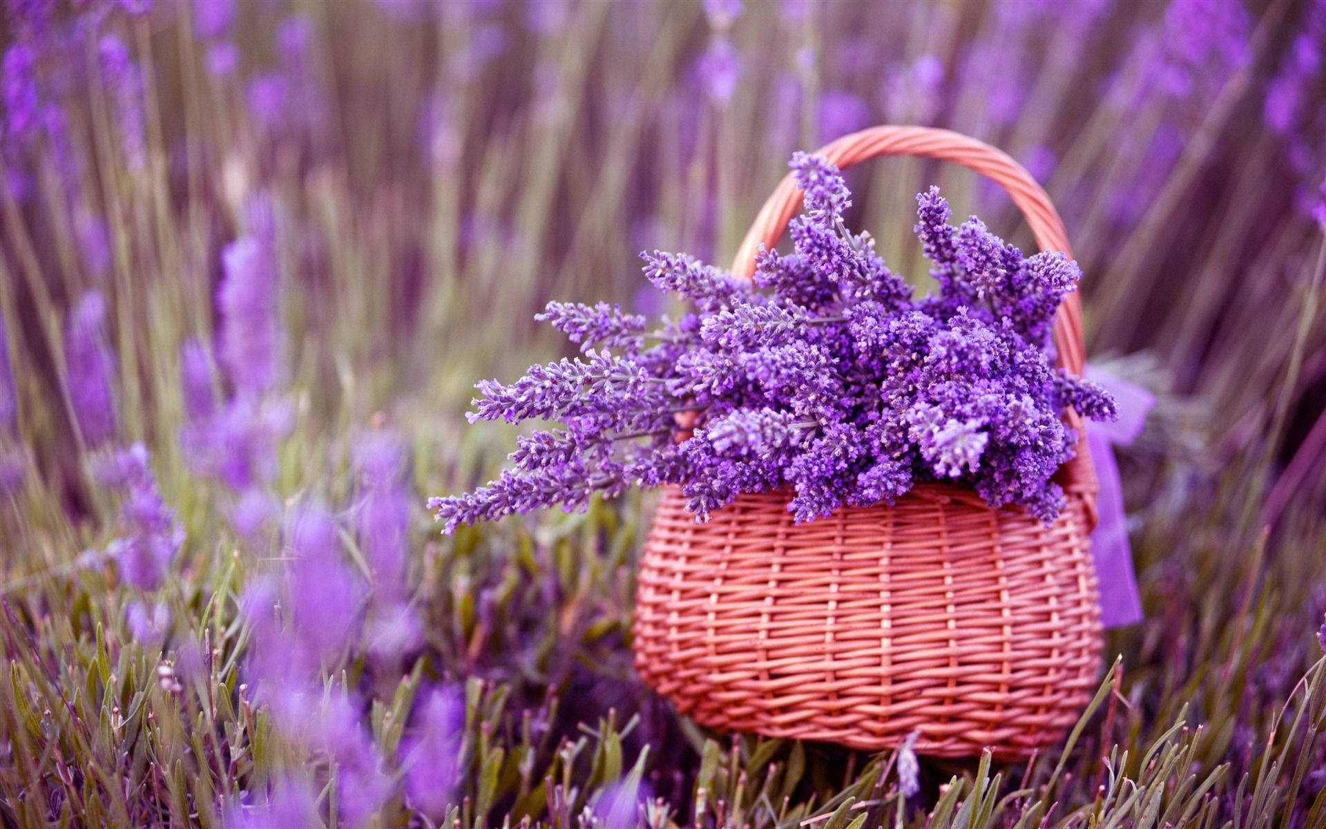 terracotta basket, fresh lavender blooms, field of purple lavender, Full HD Desktop Wallpaper