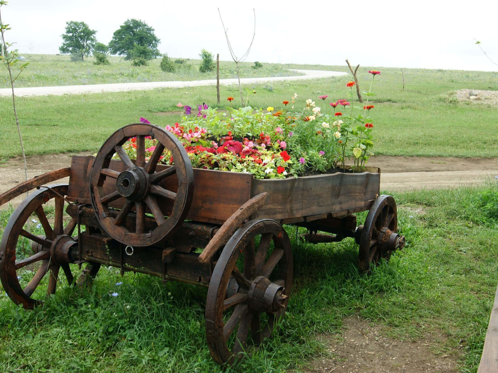 flower cart, rustic wooden cart, vibrant red pink and yellow flowers, HD Desktop Wallpaper