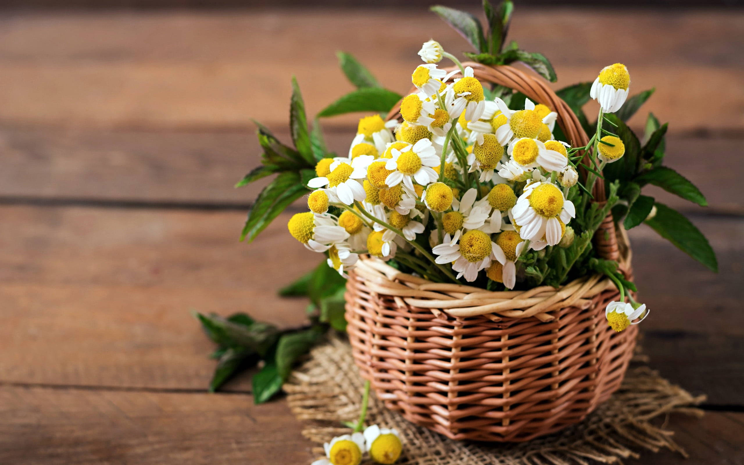 woven basket, chamomile flowers, green leaves, 2K Desktop Wallpaper
