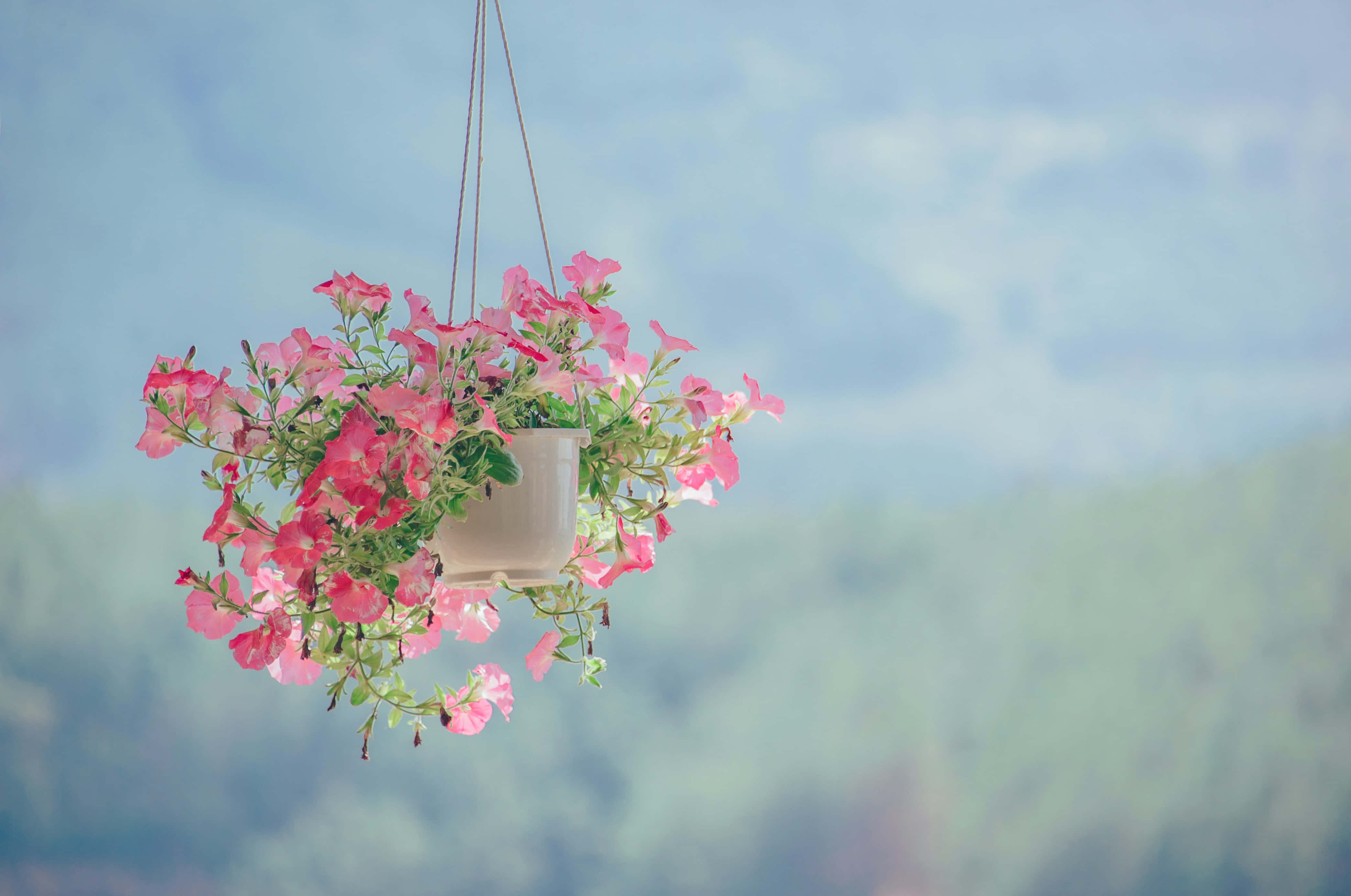 vibrant pink petunias, hanging pot, soft blurred backdrop, 4K Desktop Wallpaper
