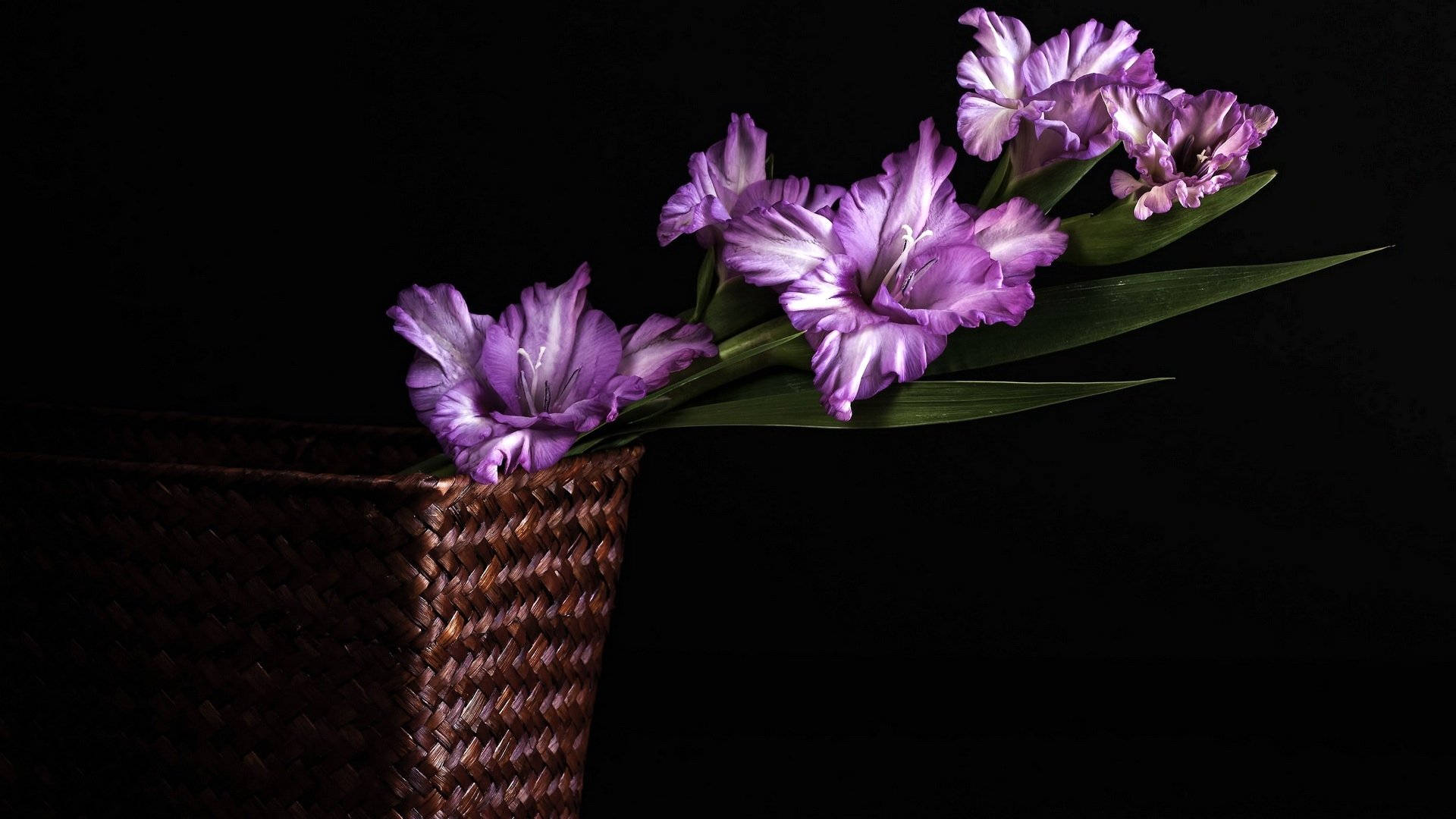 purple gladiolus, white stripes, dark woven basket, Full HD Desktop Wallpaper