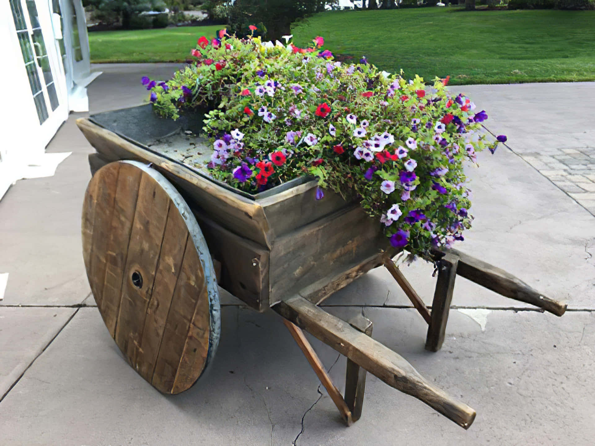 flower cart, rustic wooden wheelbarrow, vibrant red purple and white petunias, Full HD Desktop Wallpaper