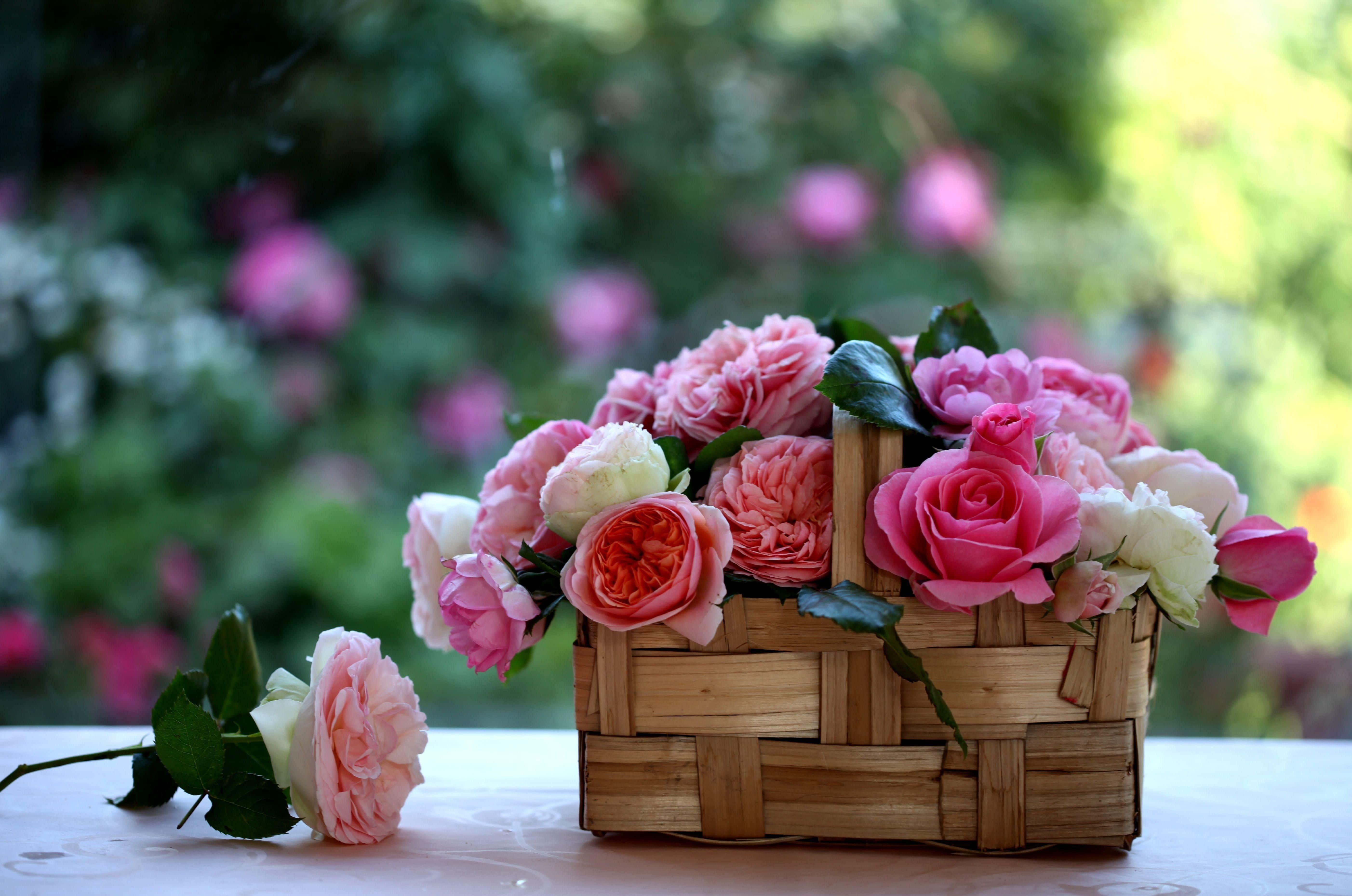 floral basket, pink and white roses, woven basket, 5K Desktop Wallpaper