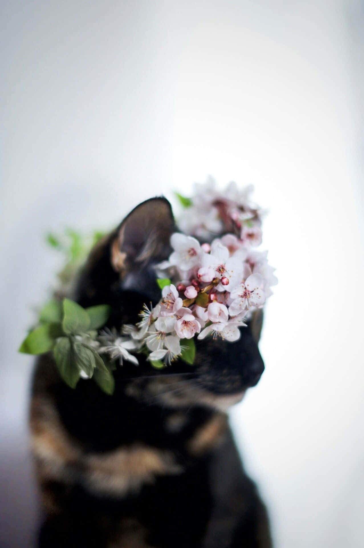 blossoming beauty, floral crown, delicate pinks and whites, Full HD Phone Wallpaper
