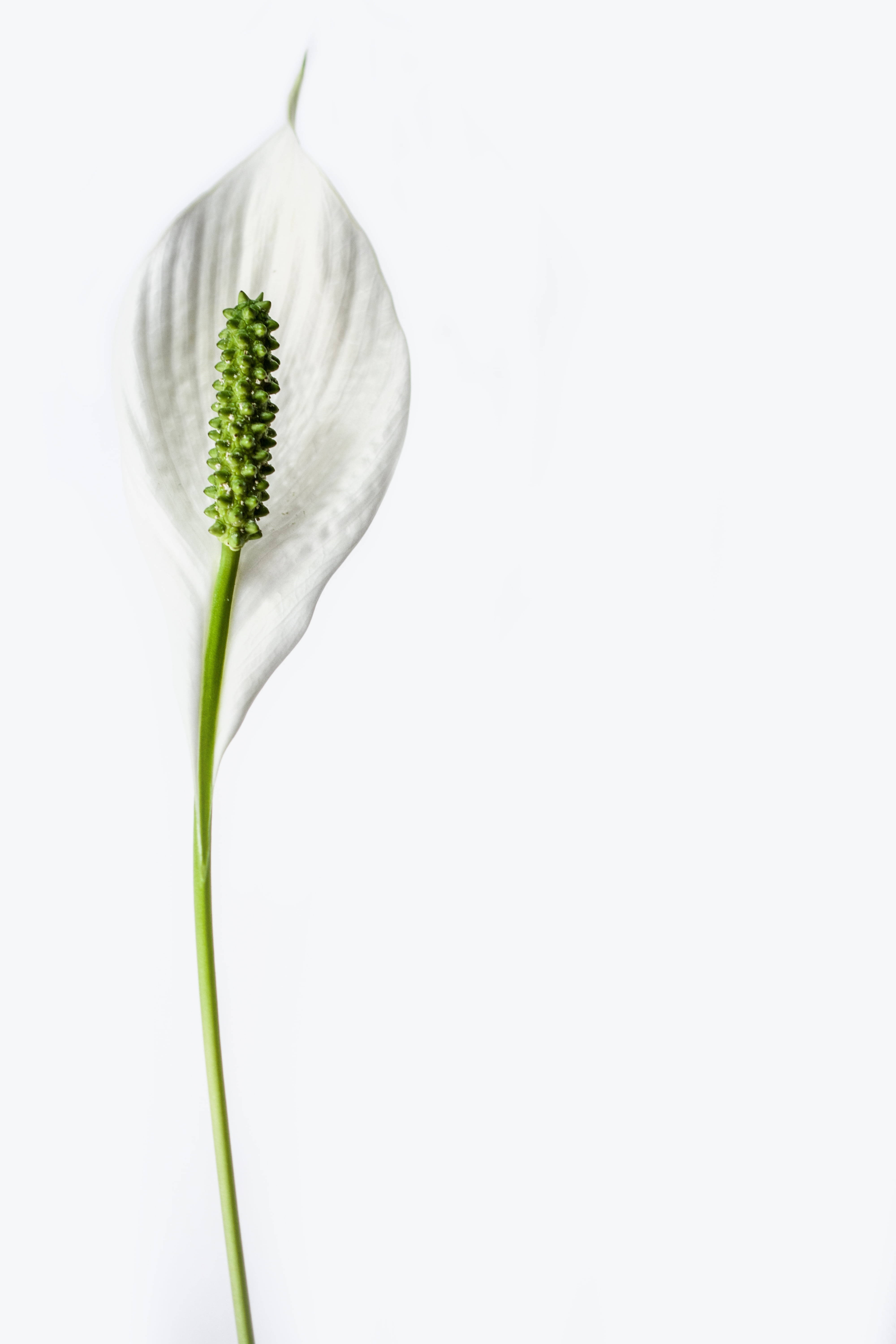 white peace lily, green spadix, pure white background, 5K Phone Wallpaper