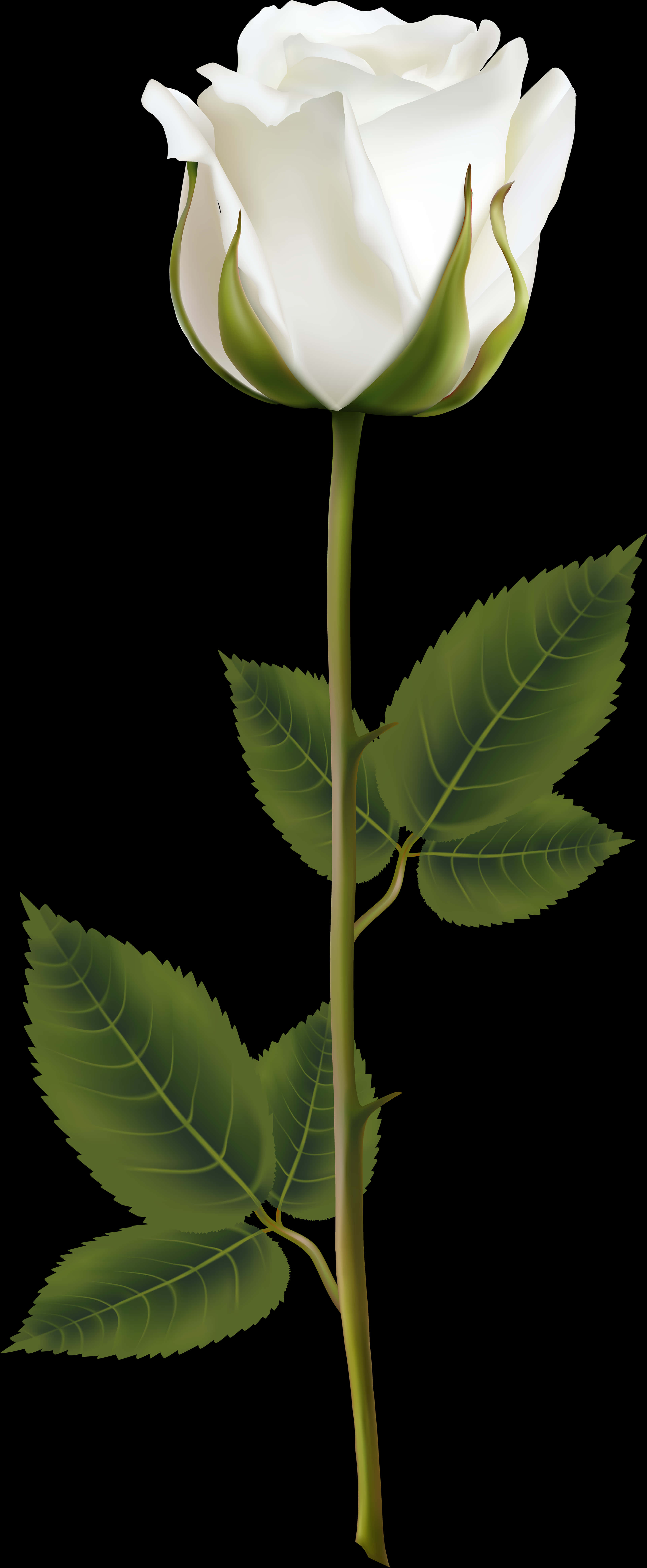 elegant white rose, green leaves, stem, 8K Phone Wallpaper