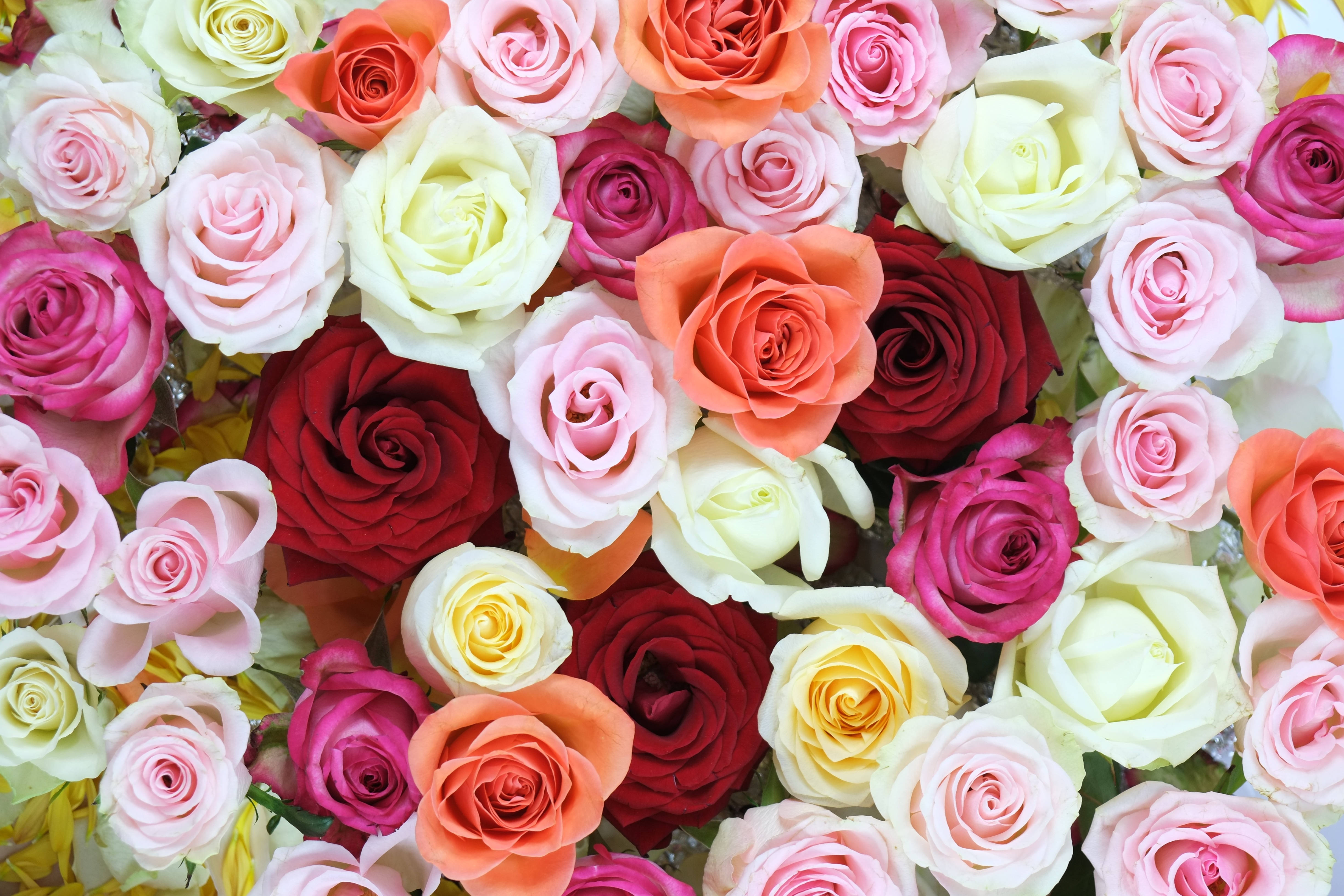 flower design, roses, pink, 4K Desktop Wallpaper