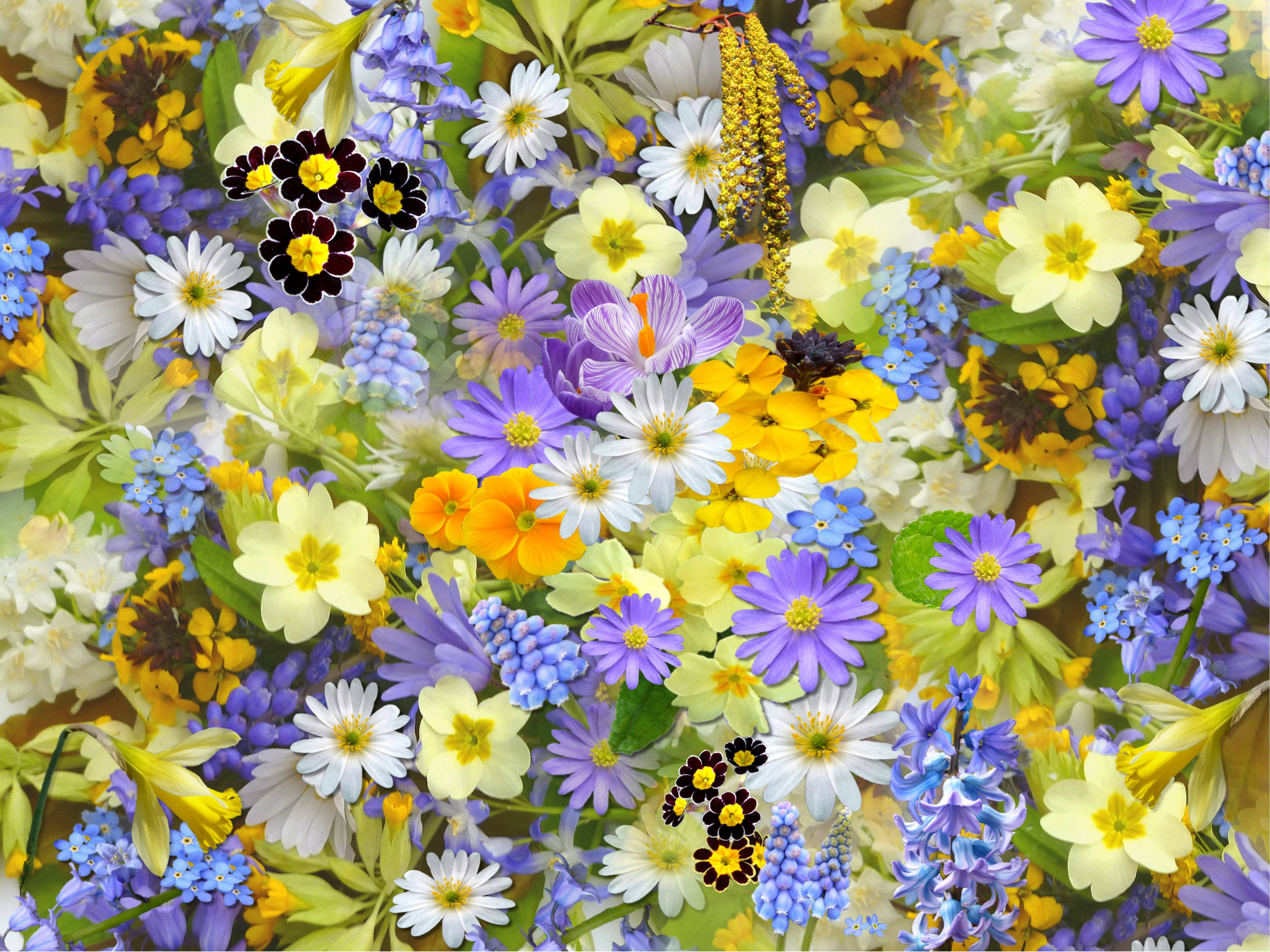 bright flowers background, spring flowers, purple, 4K Desktop Wallpaper