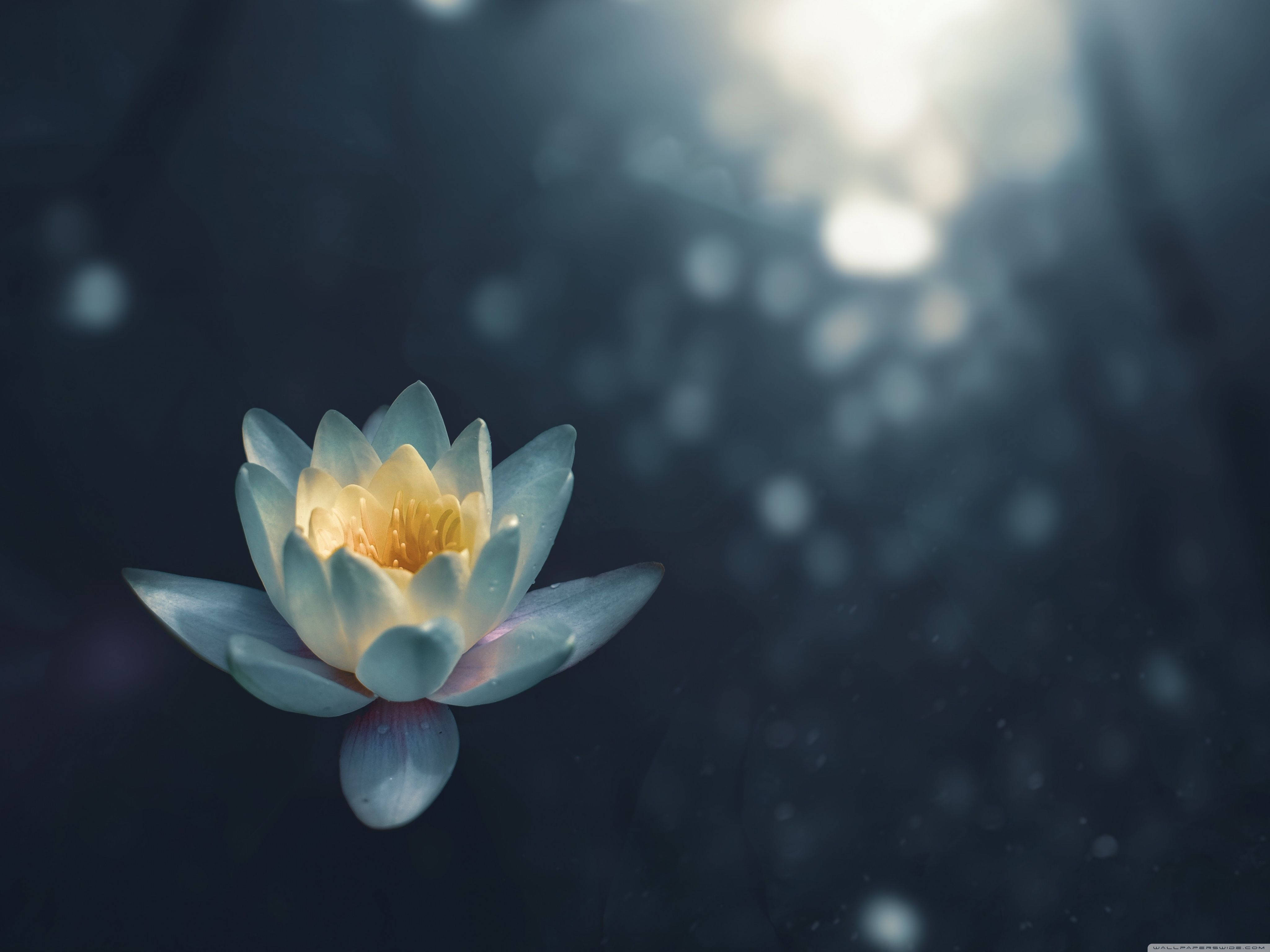 white water lily, yellow center, dark water, 4K Desktop Wallpaper