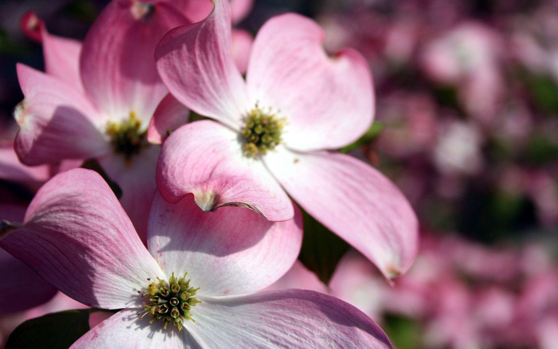 pink dogwood blossoms, white centers, soft green stamens, Full HD Desktop Wallpaper