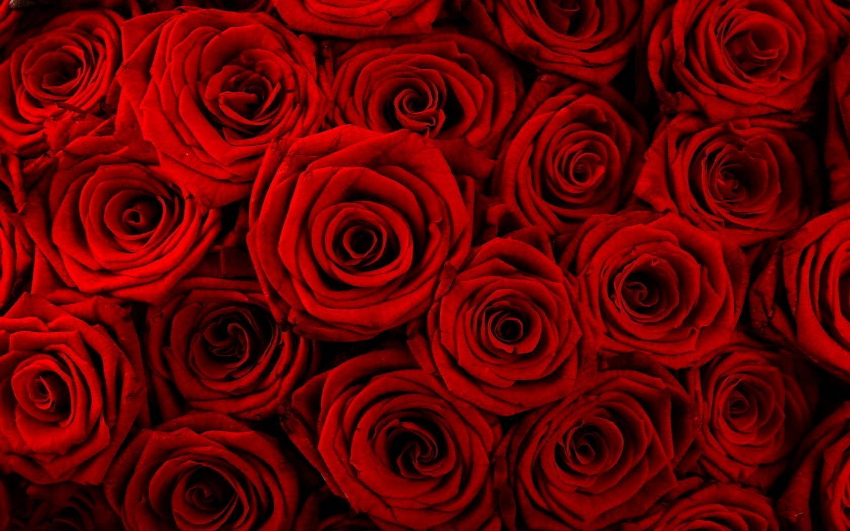 red roses, velvety deep red roses, intricate spiraling petals, HD Desktop Wallpaper