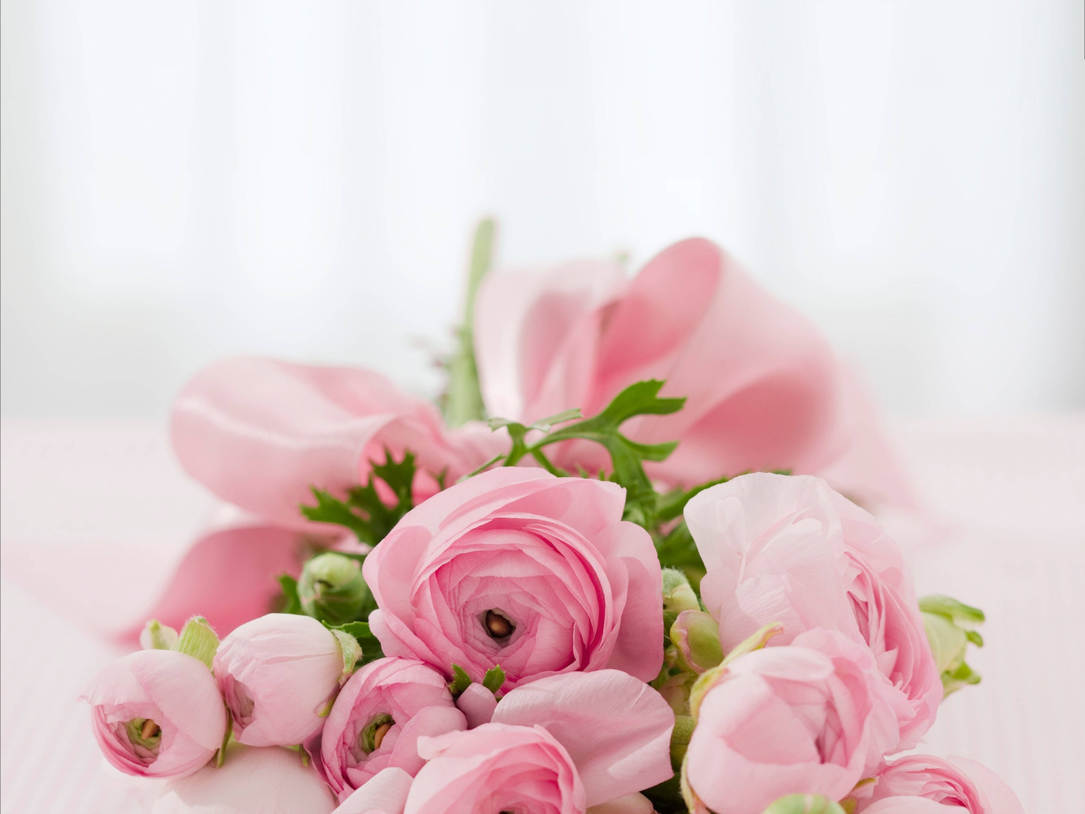 pink ranunculus flowers, green stems, pink ribbon, 2K Desktop Wallpaper