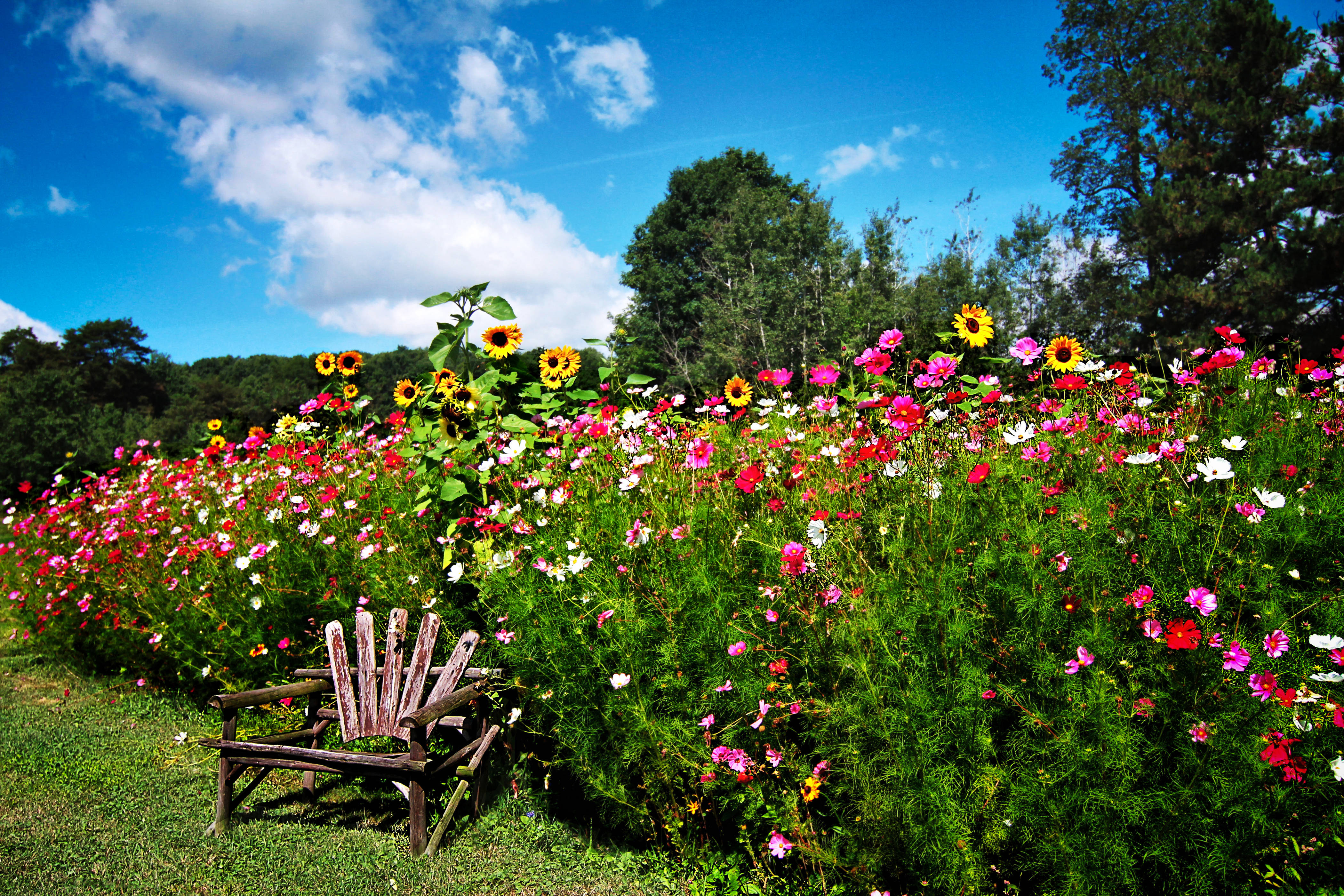 weathered wooden chair, vibrant field of pink red and yellow wildflowers, bright blue sky, 4K Desktop Wallpaper