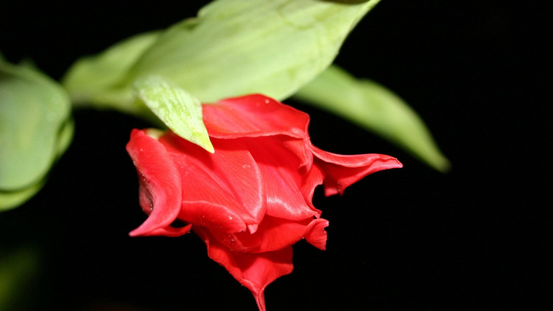red blossoming flower, stark black background, soft green leaves, Full HD Desktop Wallpaper
