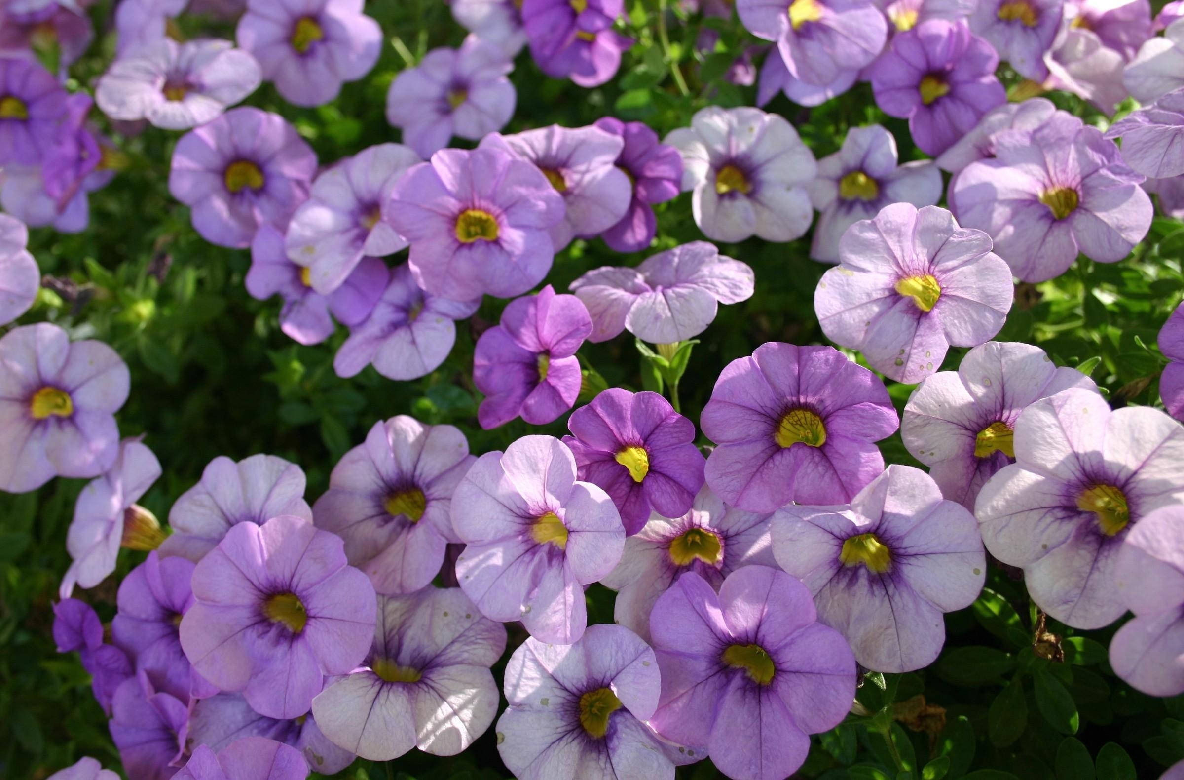 petunias, purple petunias, yellow centers, Full HD Desktop Wallpaper
