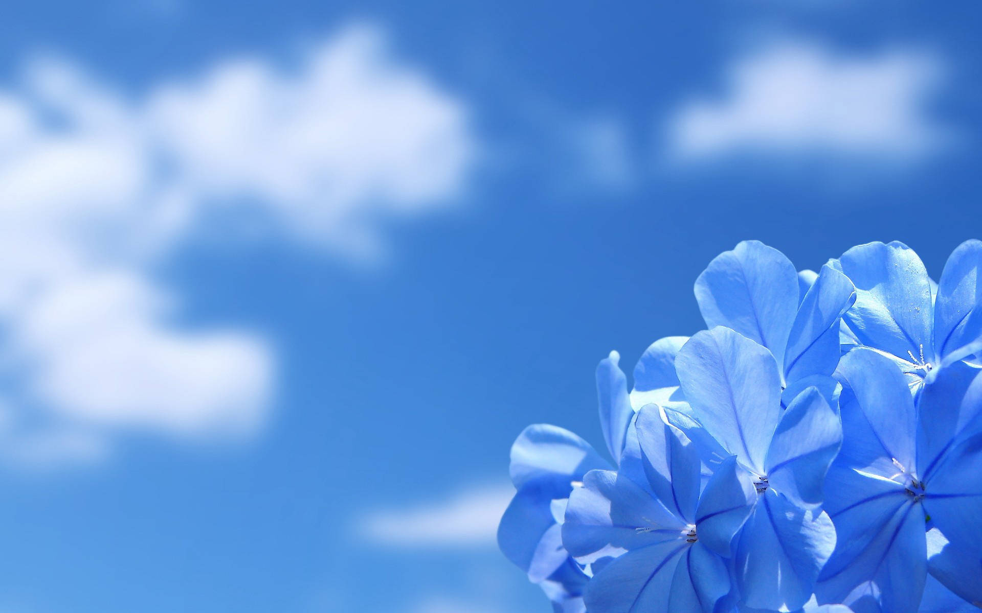 blue flower bouquet, clear sky, fluffy white clouds, Full HD Desktop Wallpaper