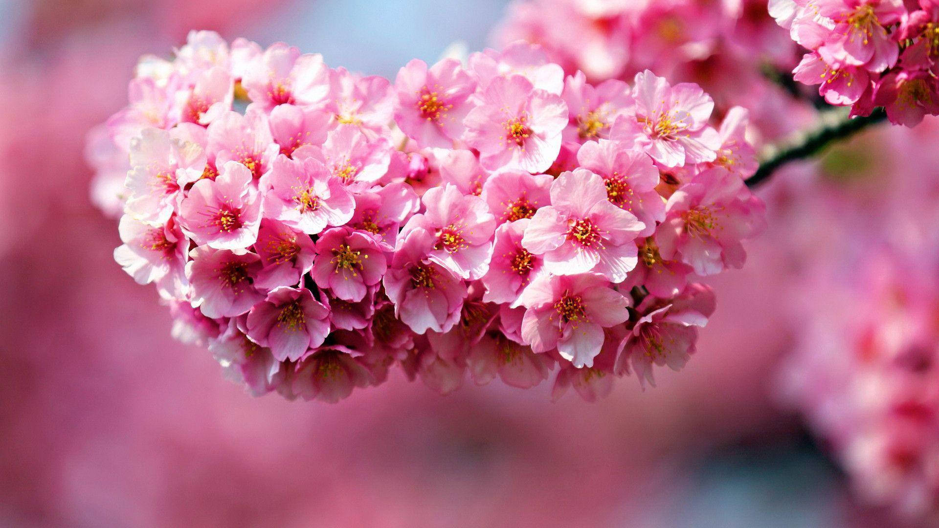 pink flower cluster, delicate pink cherry blossoms, full bloom, Full HD Desktop Wallpaper