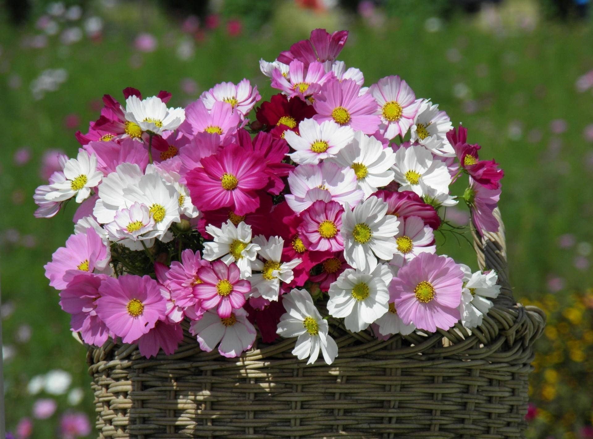basketfull in sharp fuschia, sharp fuchsia, cosmos flowers, Full HD Desktop Wallpaper