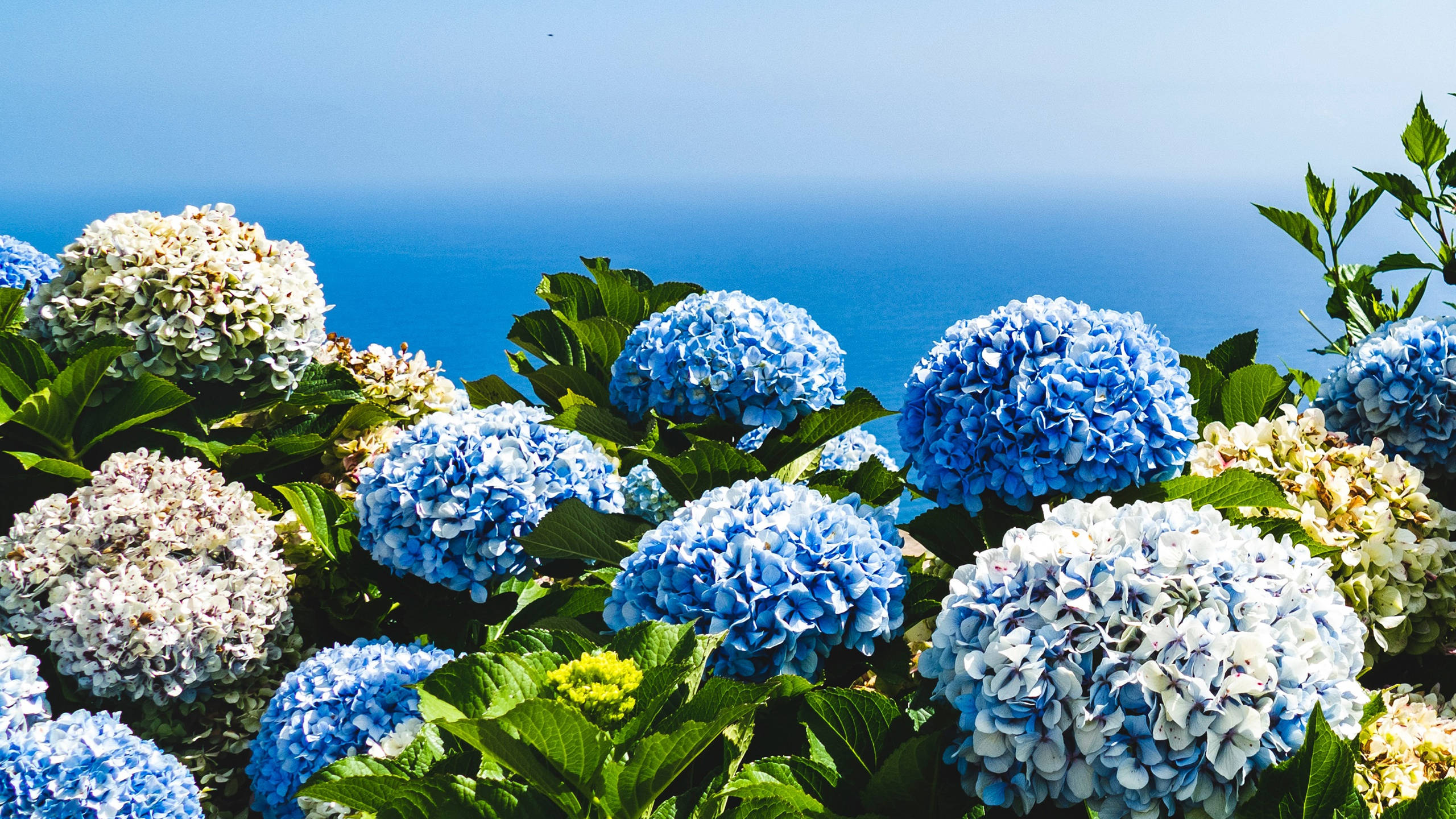 two toned hydrangeas, blue flower background, vibrant blue and white hydrangea blooms, 2K Desktop Wallpaper